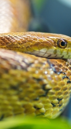 Картинка: Змея, рептилия, чешуя, голова, глаз, боке