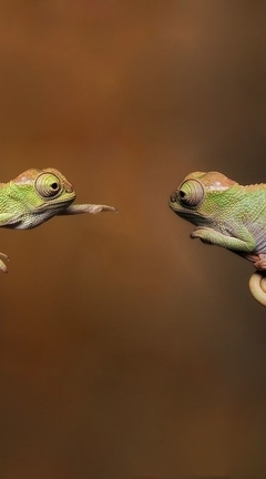 Image: Two, chameleon, branch, reach, meet