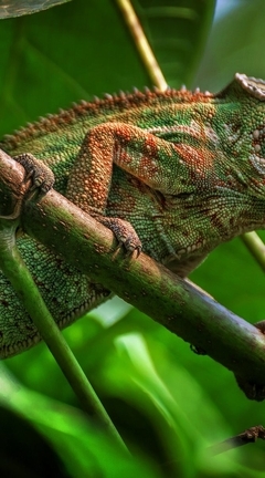 Image: Chameleon, lizard, branch, greens