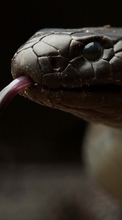 Image: Snake, tongue, head, eyes, reptile