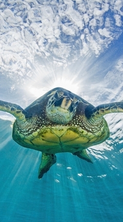 Картинка: Черепаха, плавает, свет, поверхность, океан, небо, под водой