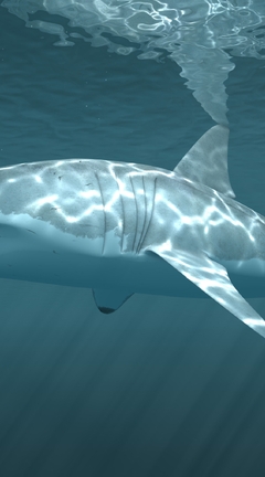 Image: Shark, white, fin, surface, fish, predator, glare