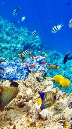 Картинка: Риф, рыбы, кораллы, океан, вода
