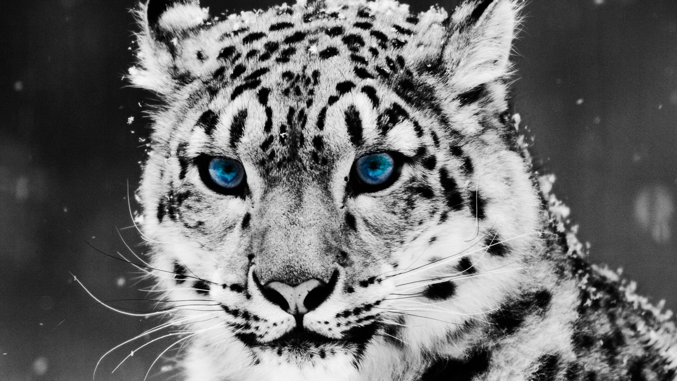 Картинка: Кошка, снежный барс, голубые глаза, взгляд, снег