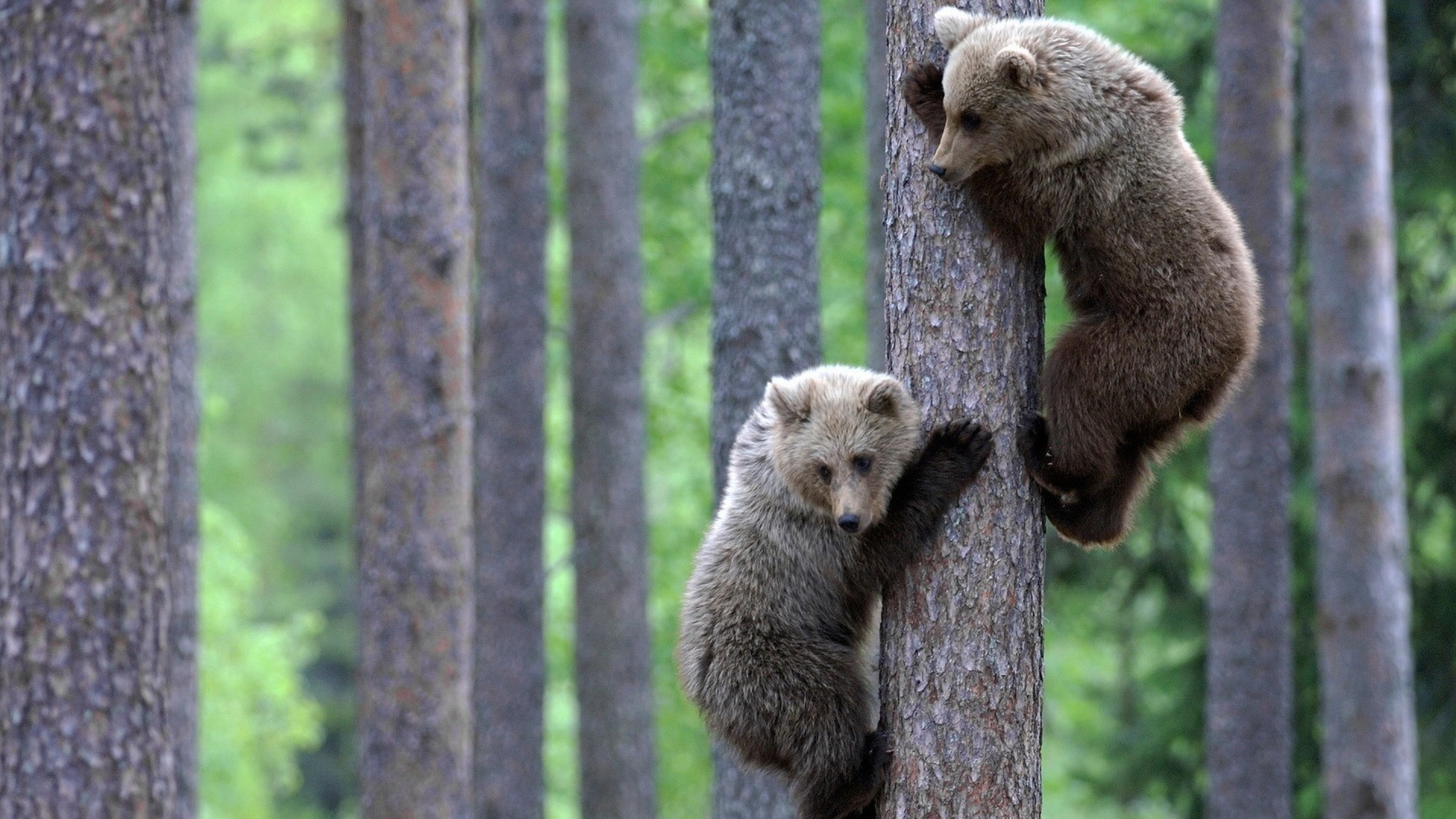 Картинка: Медведи, медвежата, двое, лес, деревья