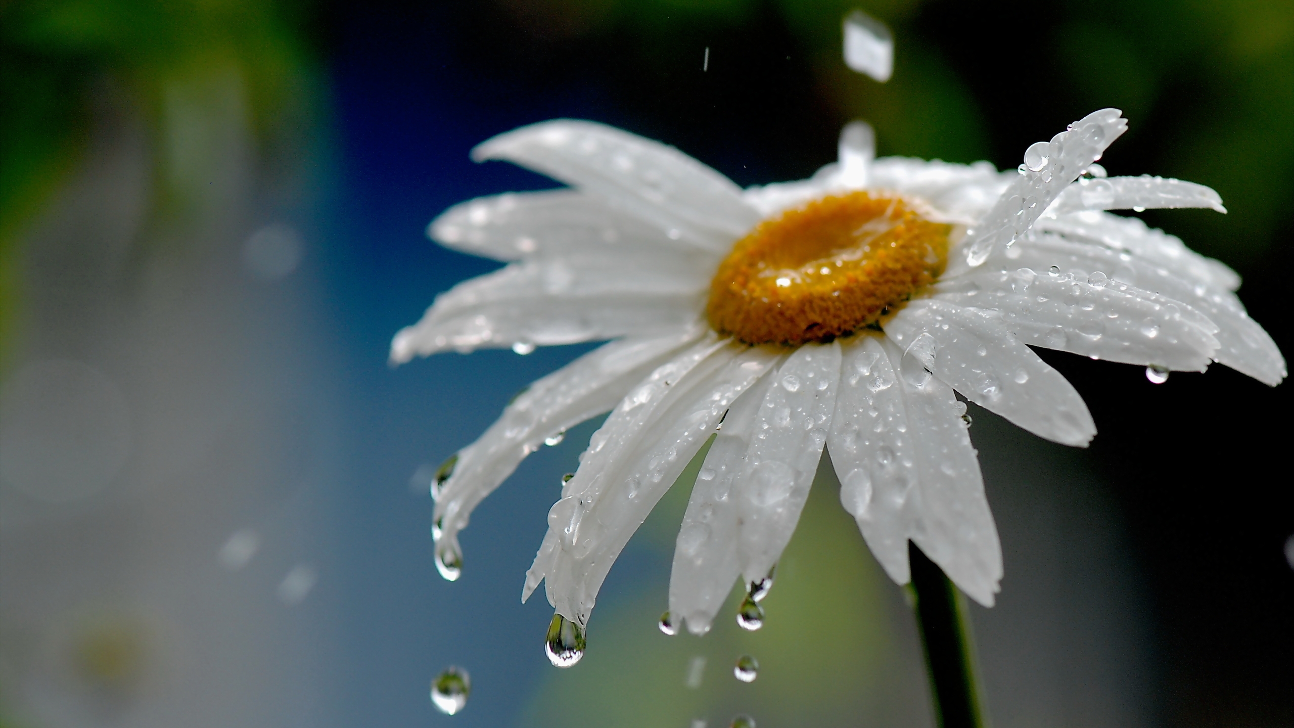 Image: Camomile, drop, petals, rain, water, flower