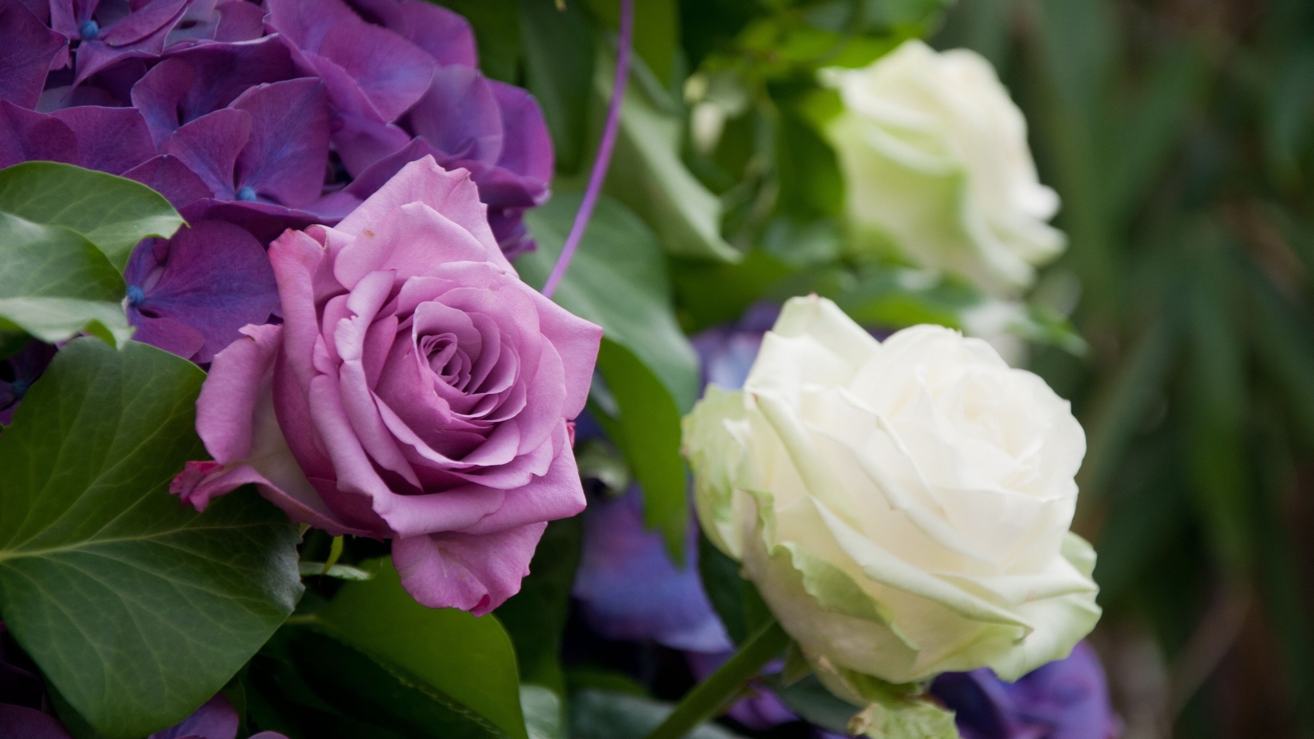 Image: Roses, bouquet, delicate