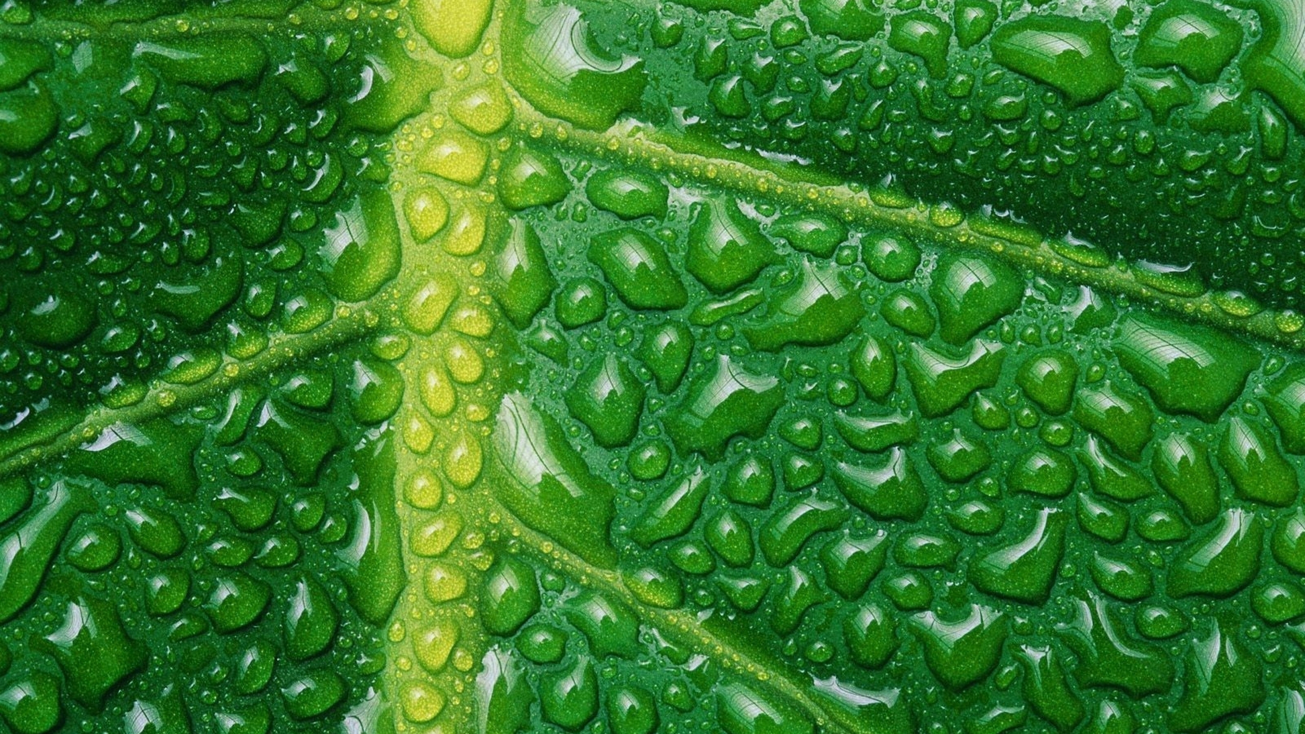 Картинка: Лист, капли, зелёный, вода, прожилки, отражение