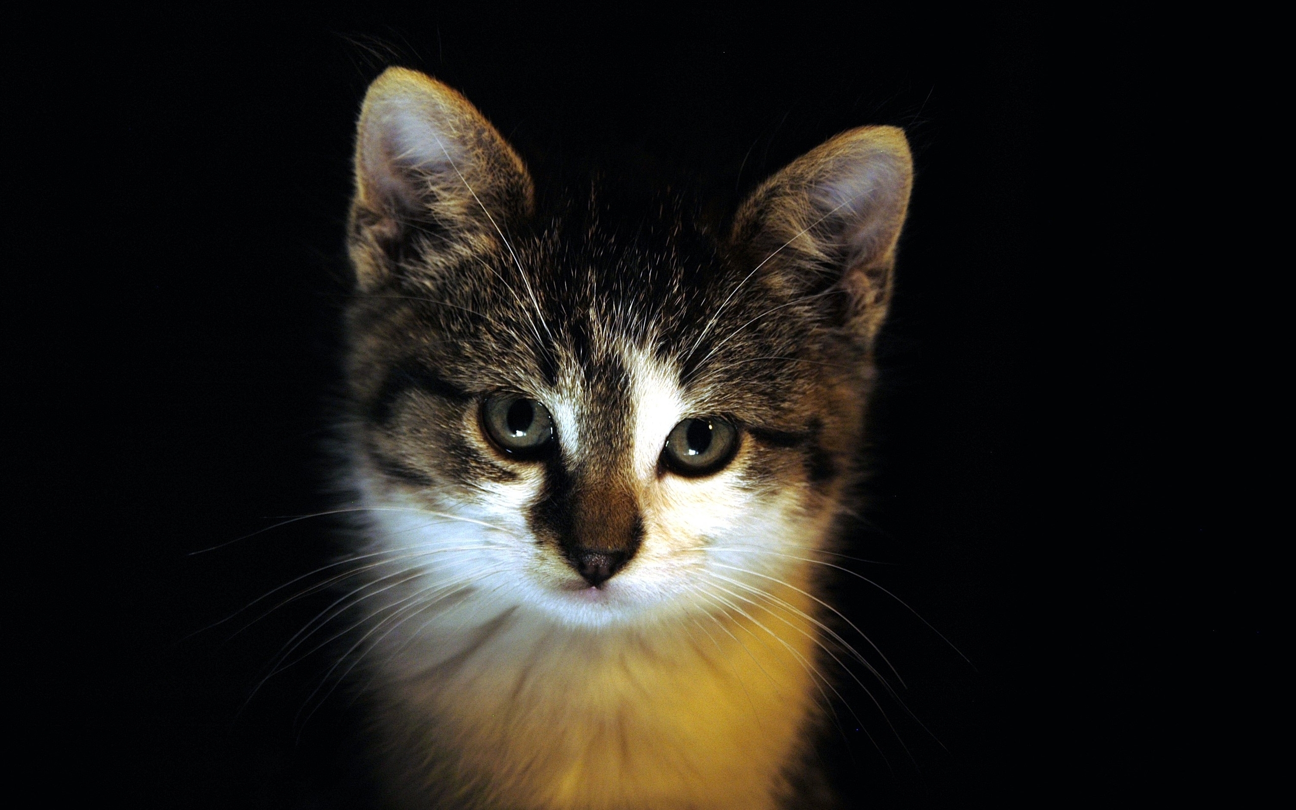 Image: Cat, muzzle, fluffy, color, look, black background