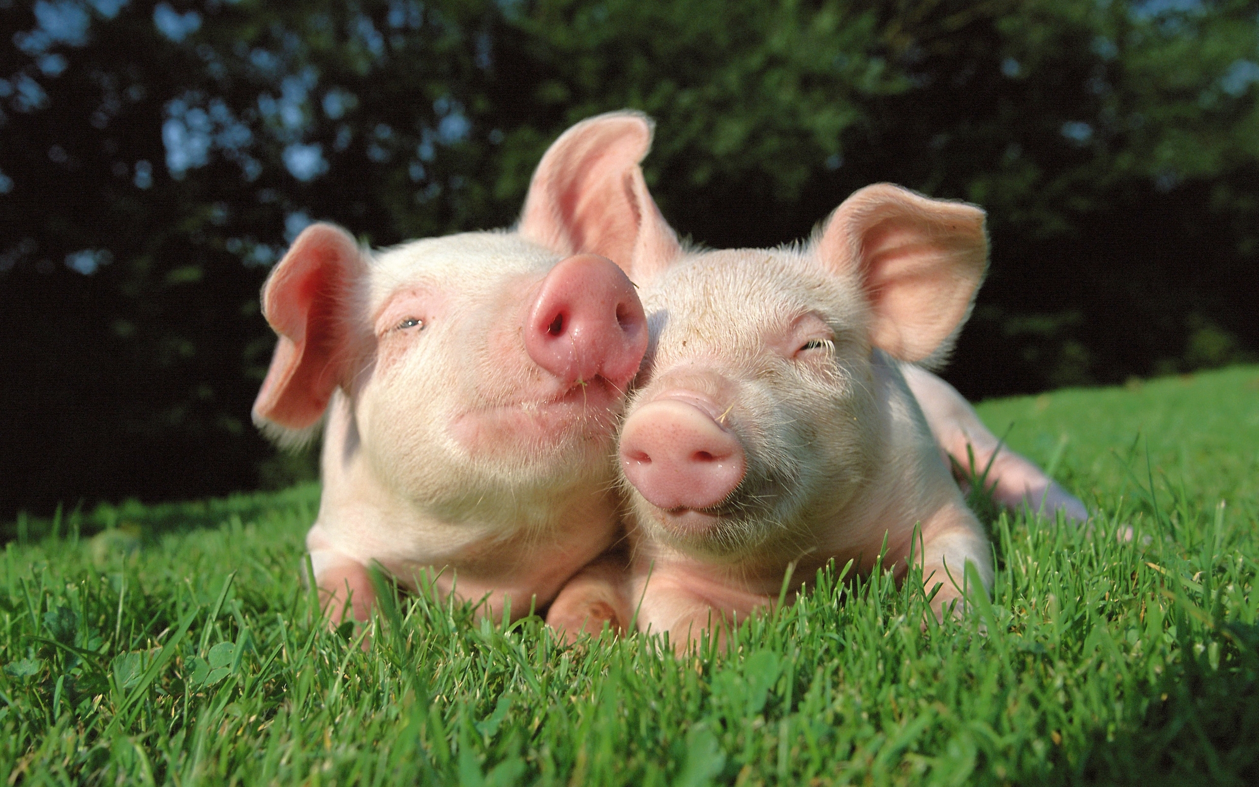 Image: Pair, pig, pigs, pink, glade, grass, green, grow soft, the sun