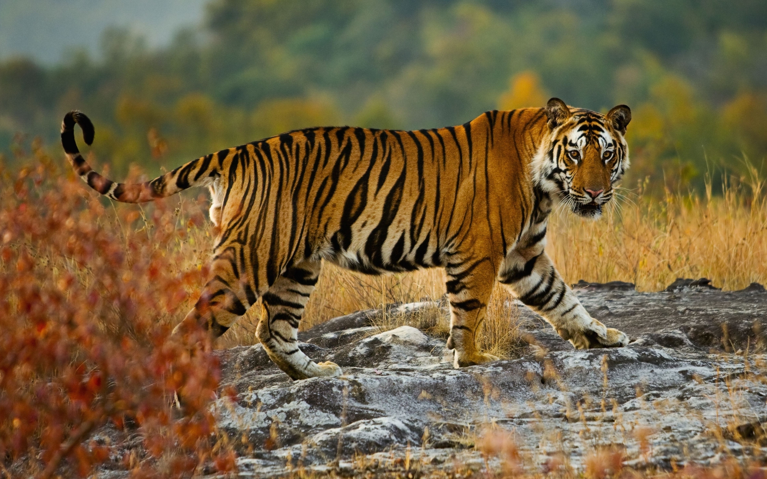Image: Tiger, predator, stripes, territory