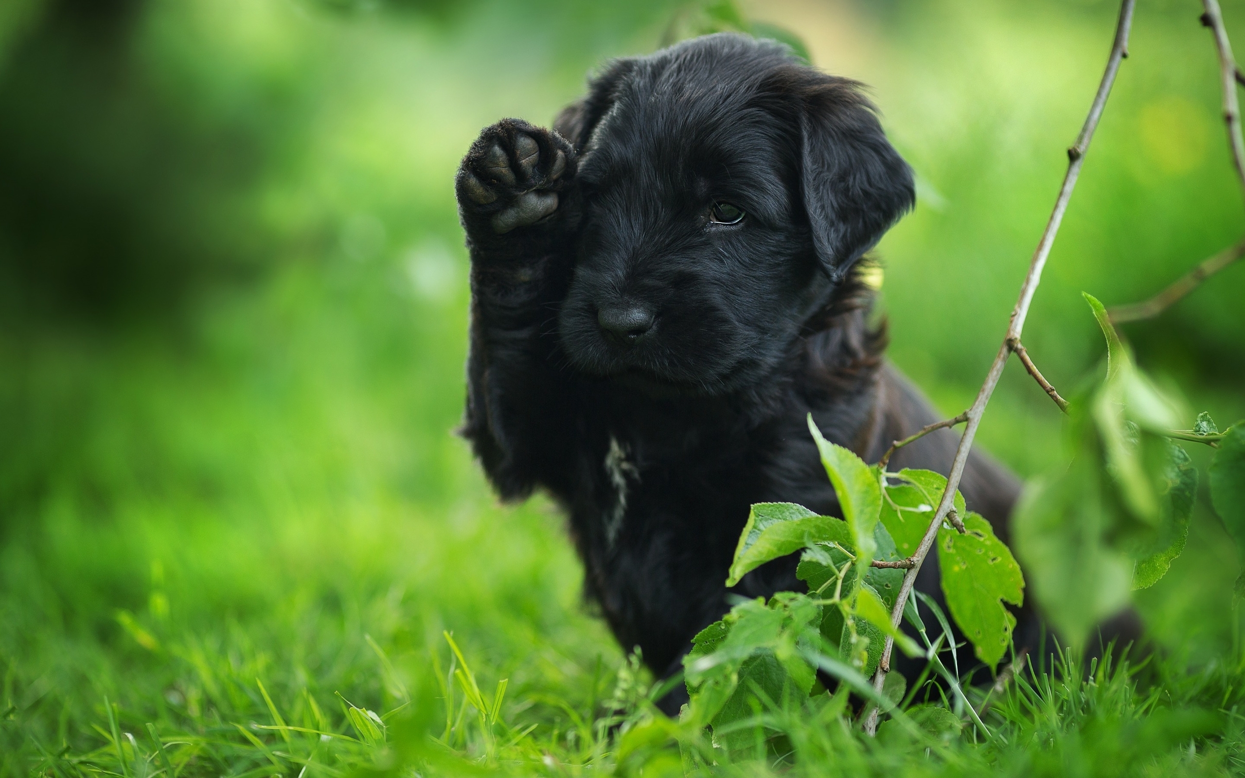 Картинка: Щенок, собака, мордочка, чёрный, окрас, лапка, зелень, трава, лето