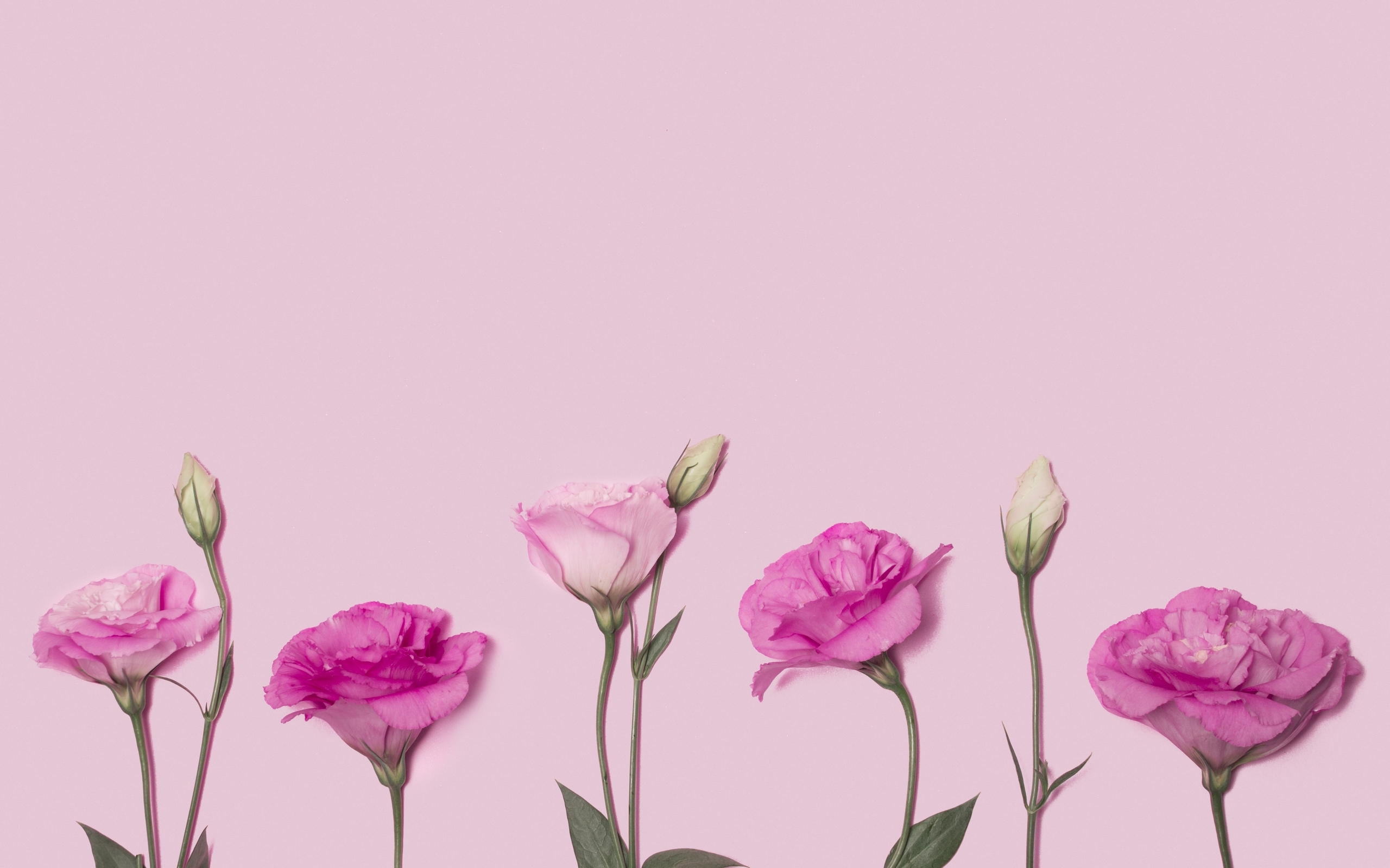 Image: Eustoma, flowers, pink