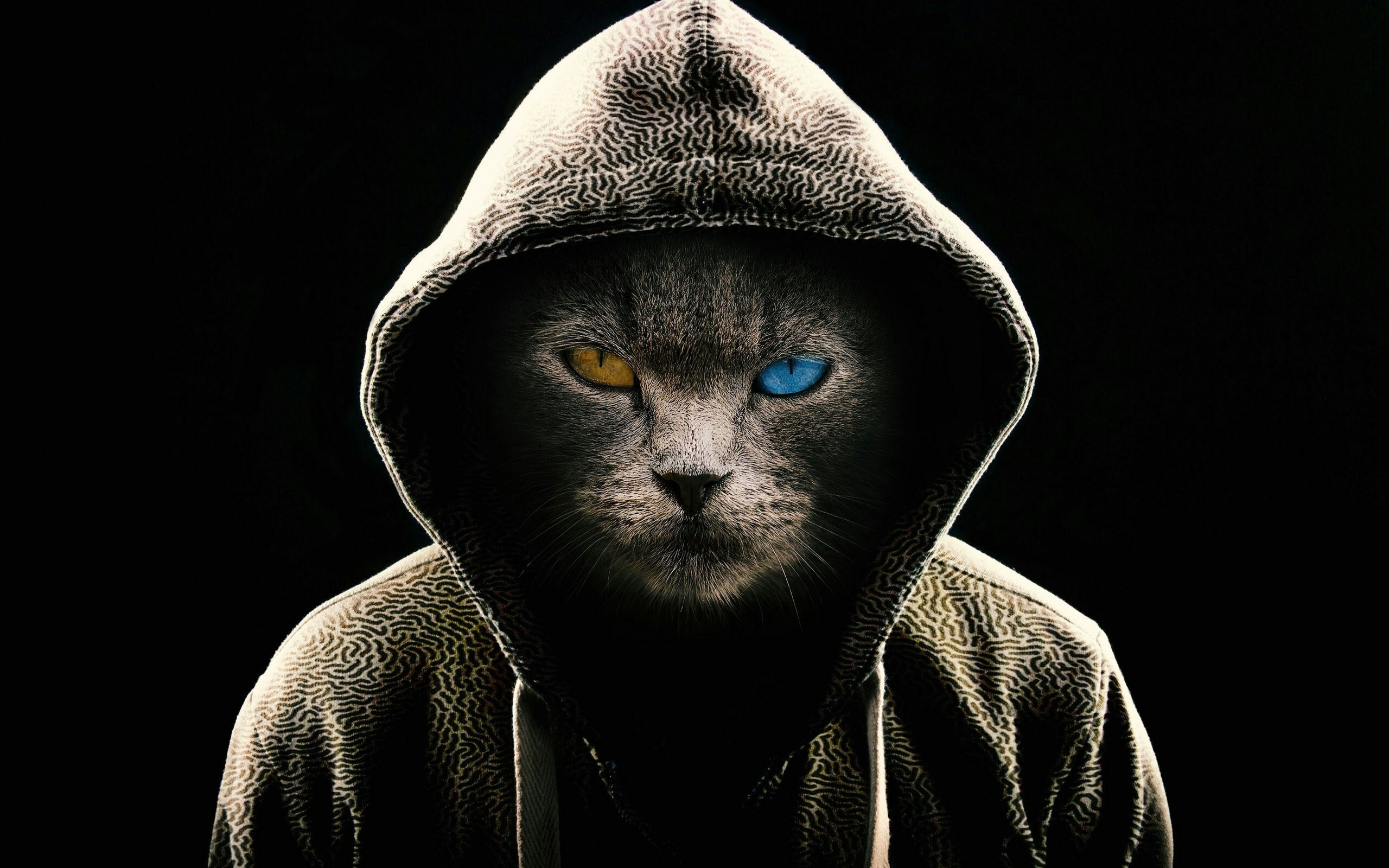 Image: Cat, hood, different eyes, face, black background