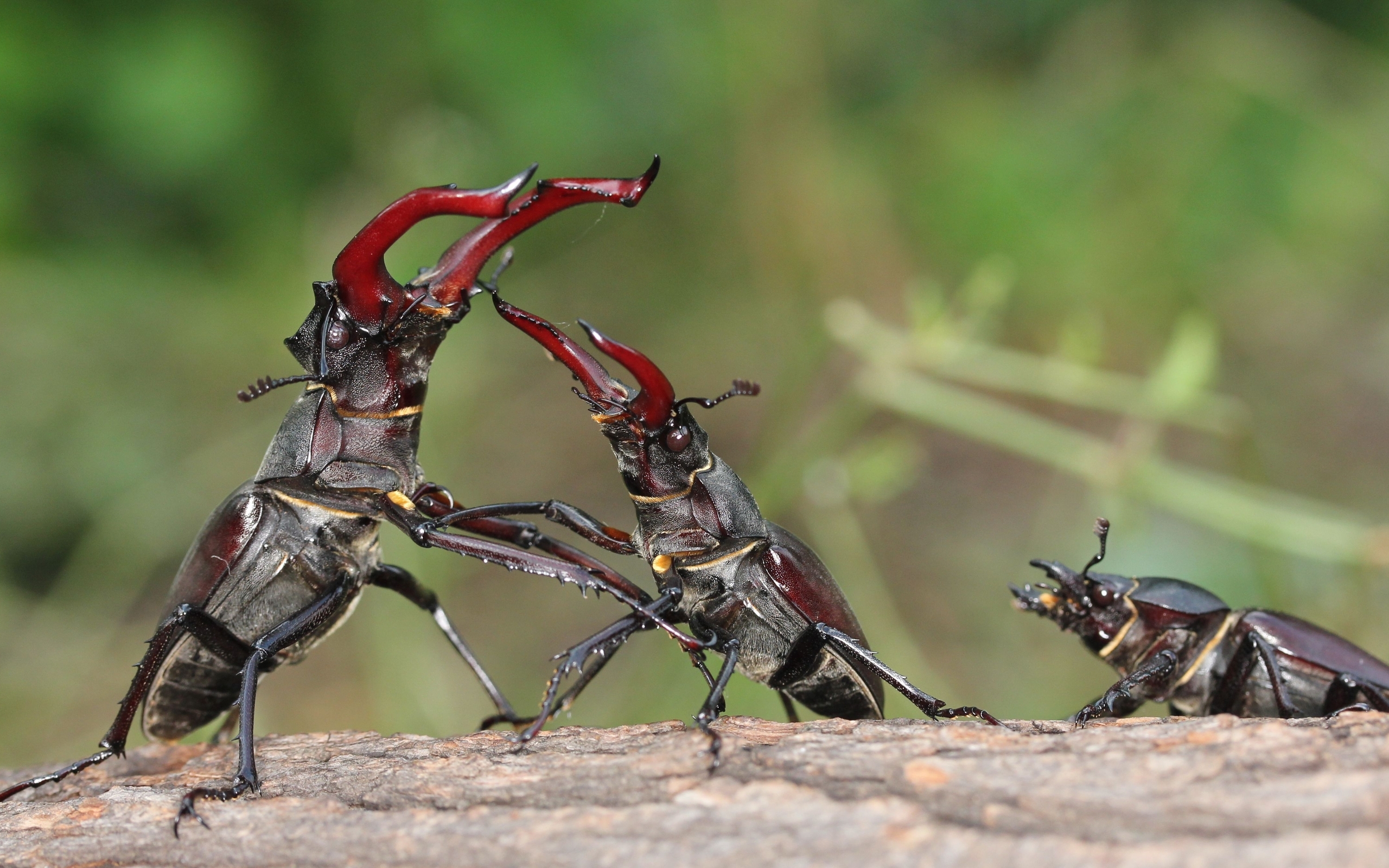 Картинка: Жук-олень, насекомые, борьба, схватка