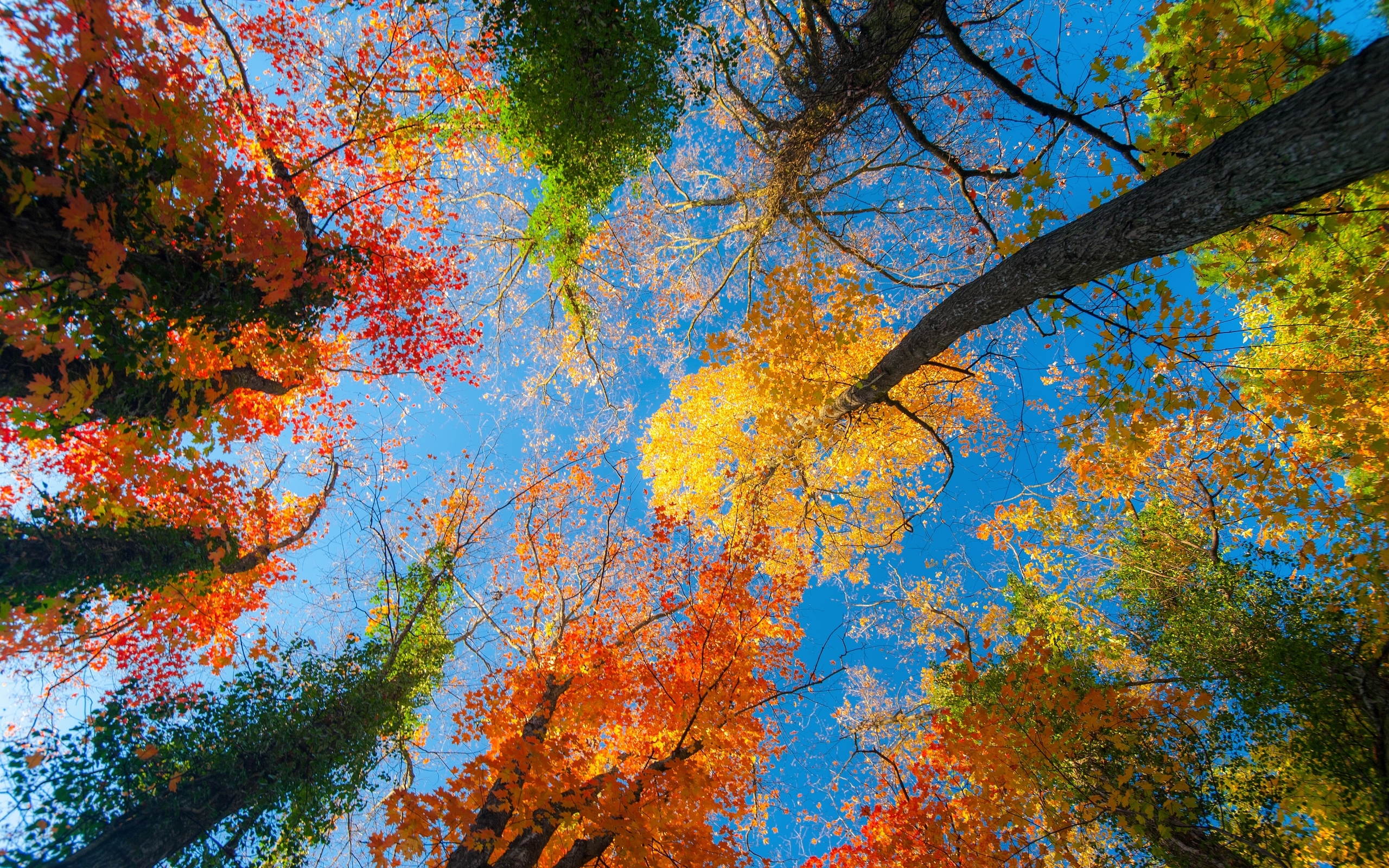 Картинка: Деревья, кроны, листья, ветки, желтый, зелёный, оранжевый, небо, голубой, осень
