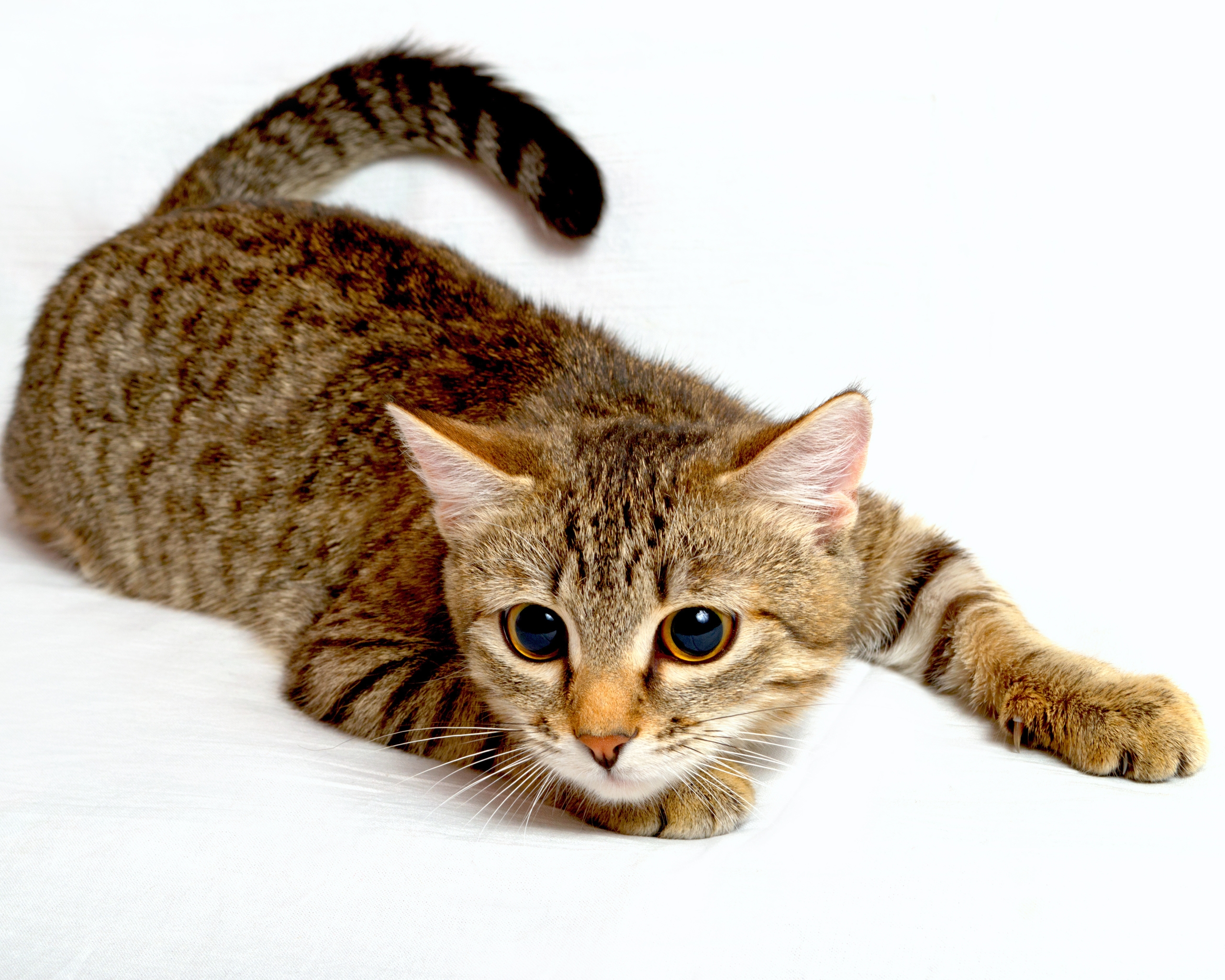 Image: Cat, muzzle, eyes, striped, white background