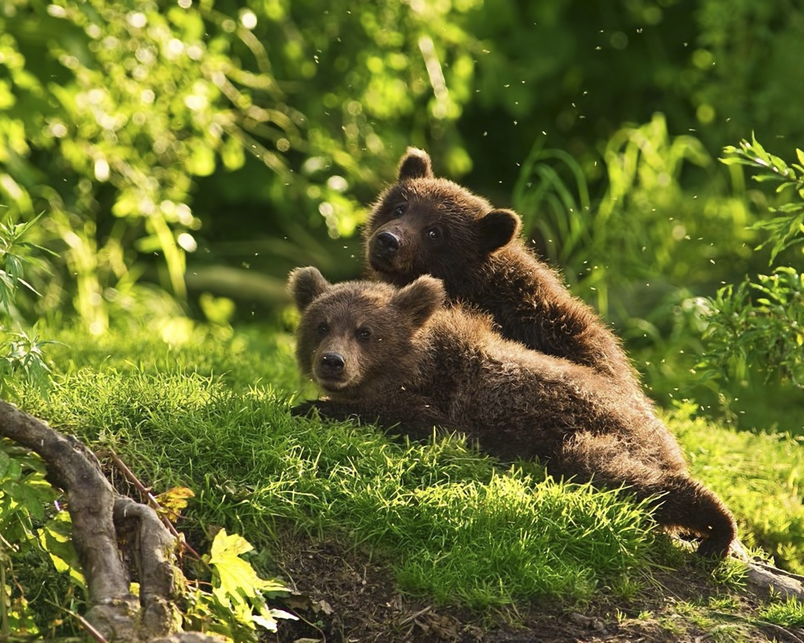 Картинка: Медвежата, два, хищник, лес, трава, деревья, лето, холм