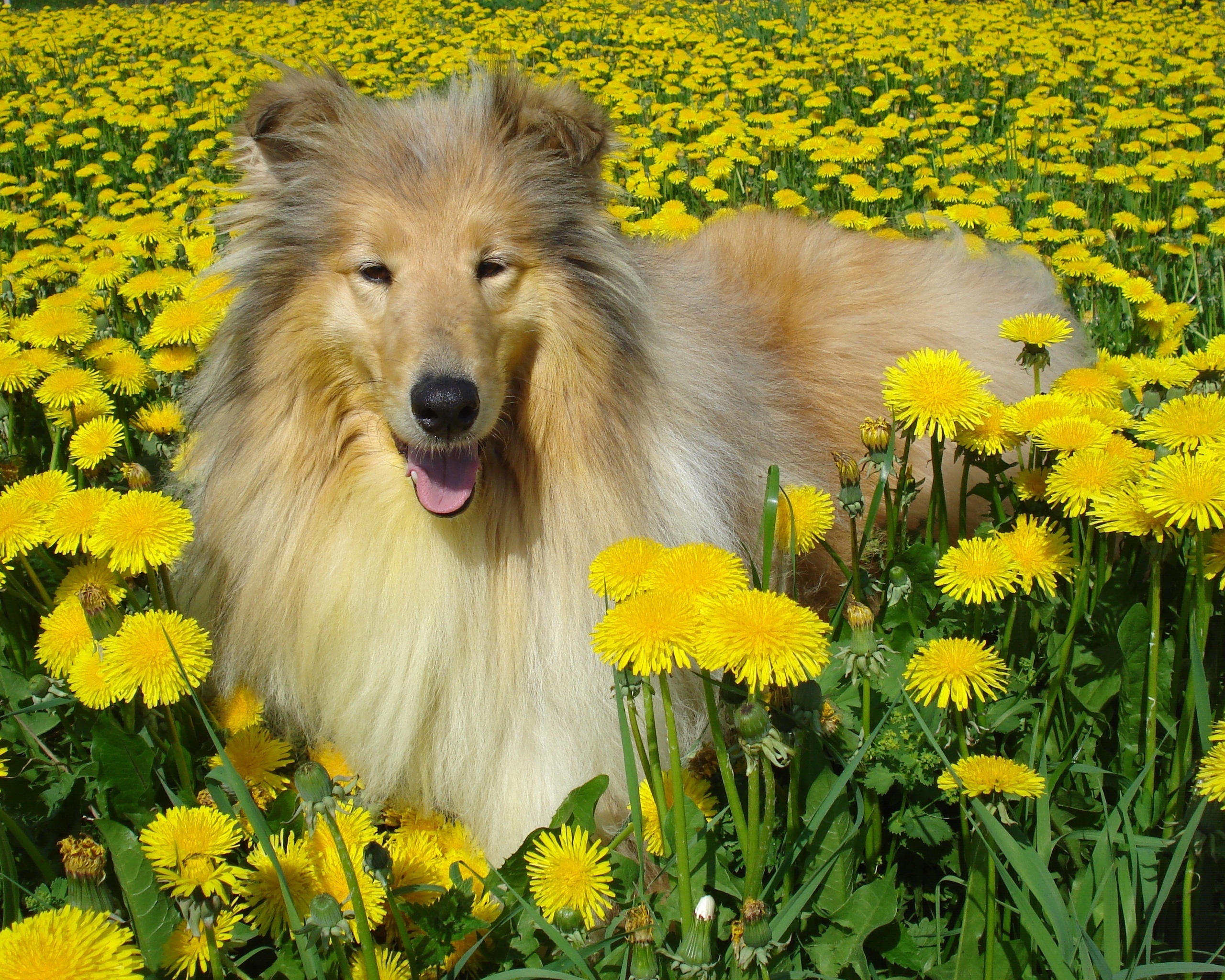 Image: Collie, dog, wool, dandelions, grass, summer