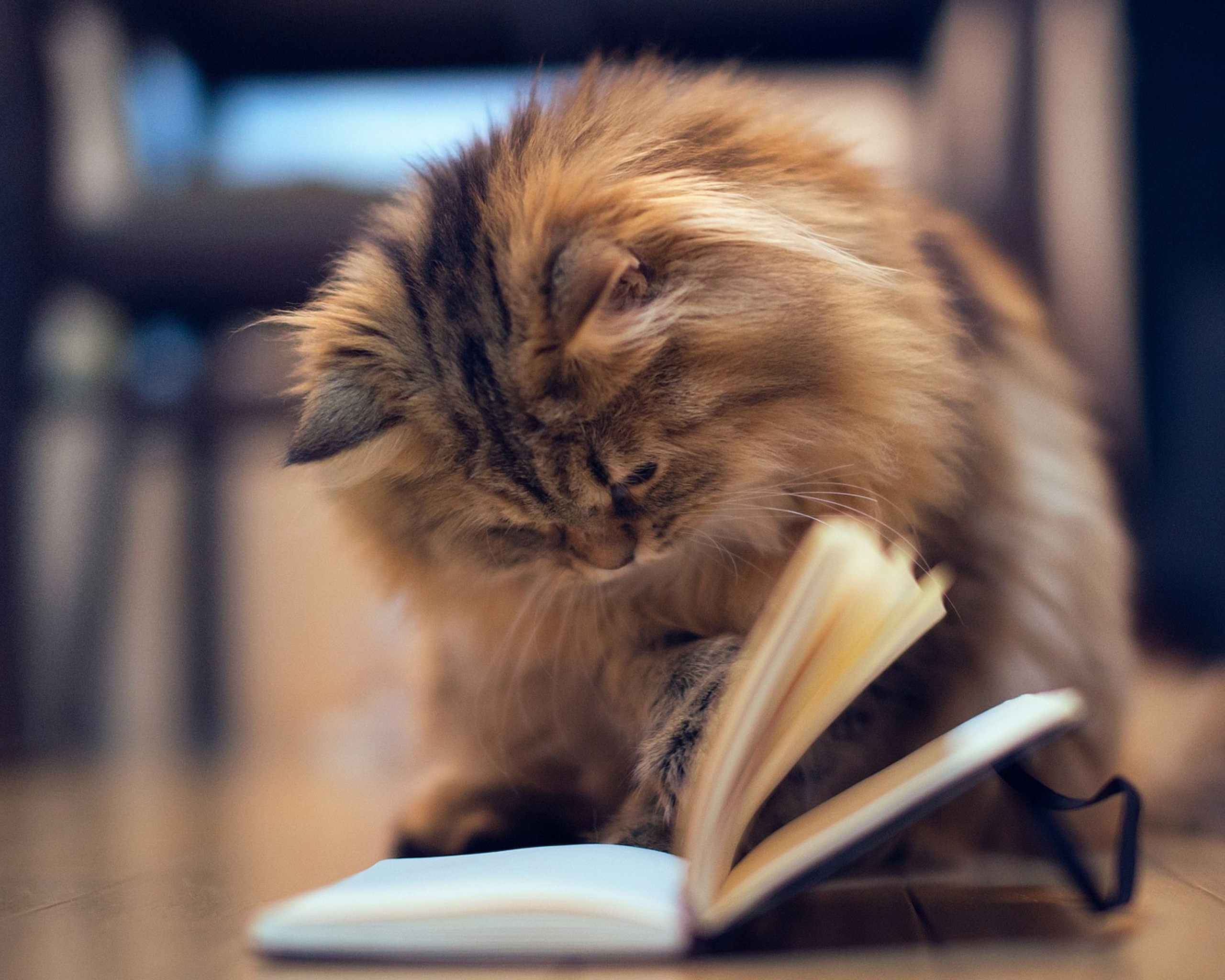Image: Cat, hair, ears, fluffy, book, sitting, looking
