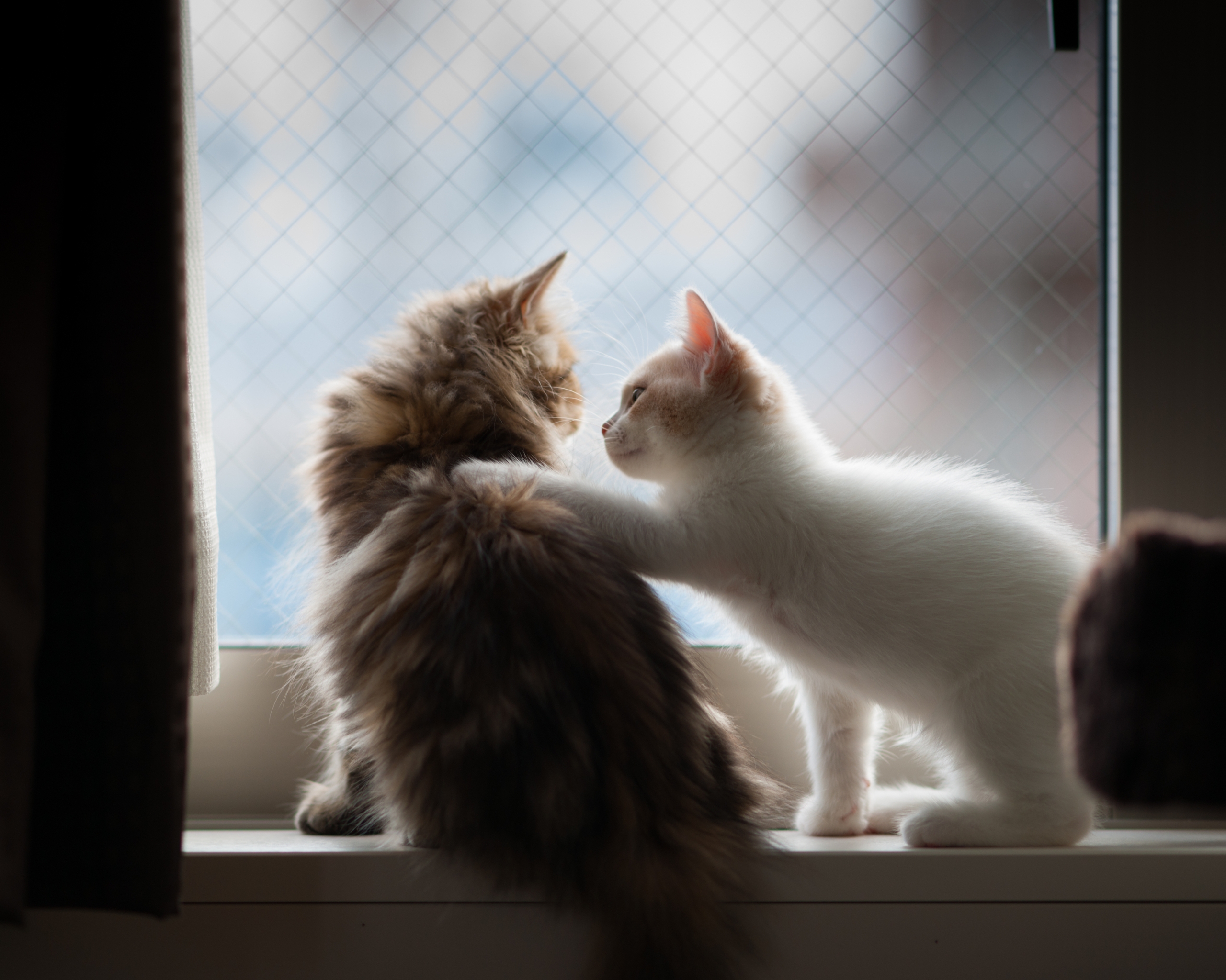 Image: Cat, fur, furry, communication, window, windowsill