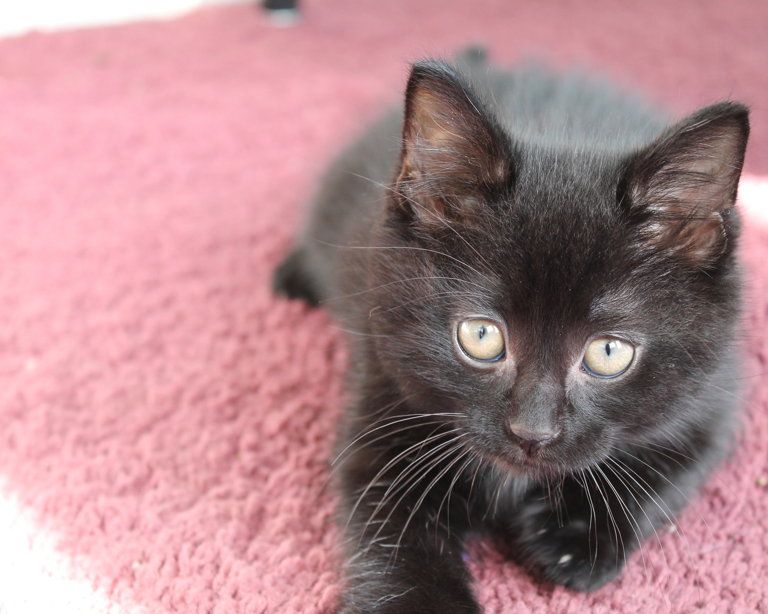 Image: Kitten, cat, black, lying, carpet