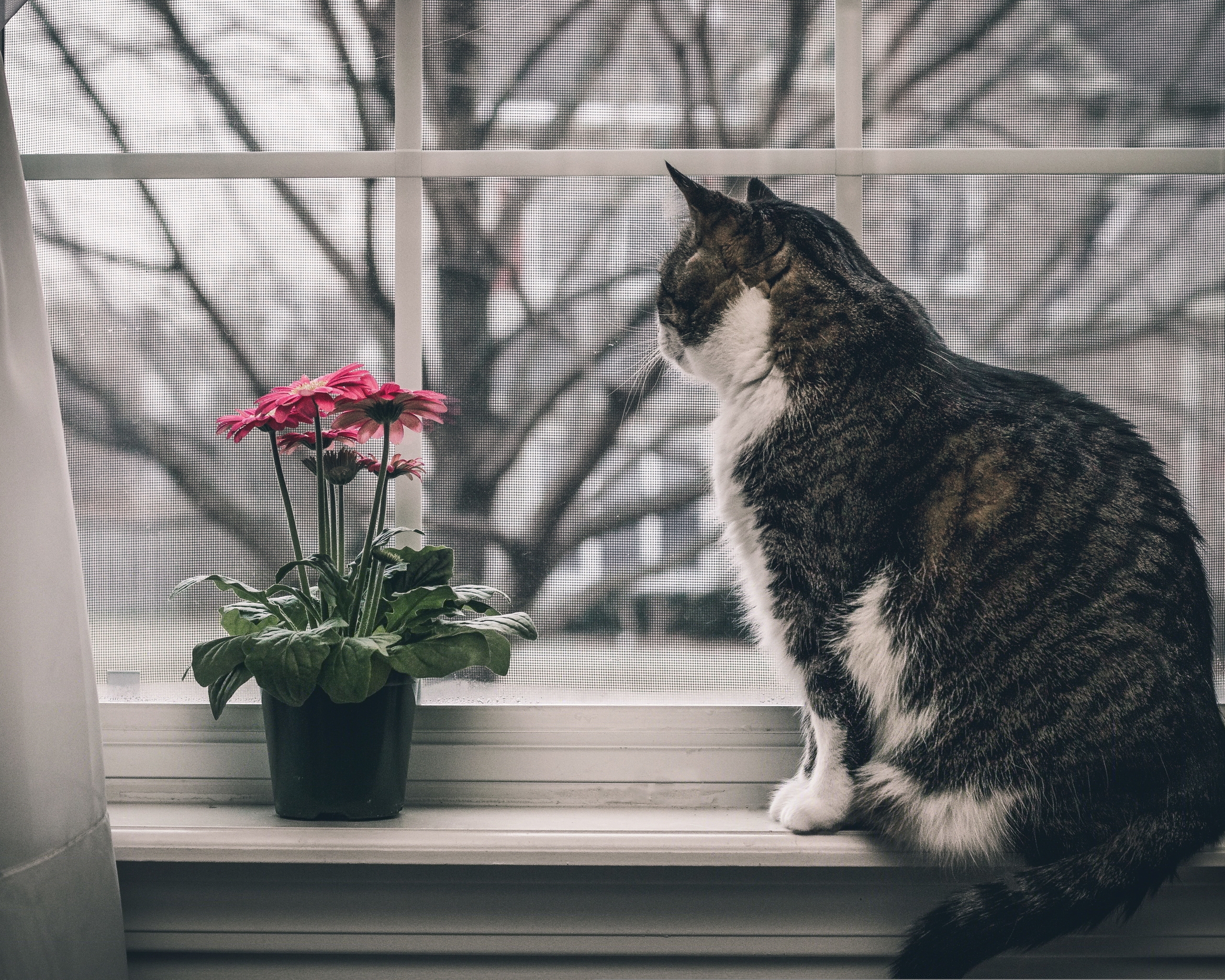 Картинка: Котик, кошка, сидит, подоконник, смотрит, окно, цветок