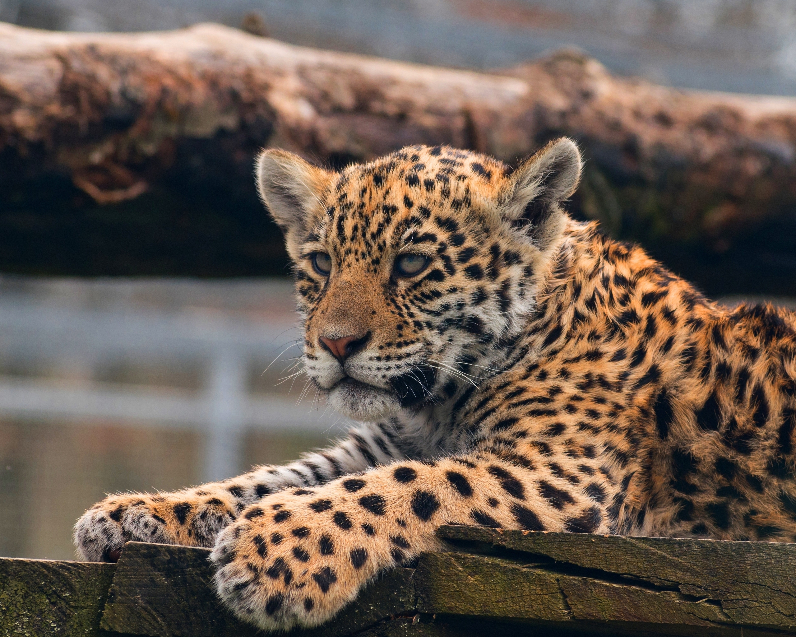 Image: Cat, cub, leopard, lying, paws, boards, tree, predator