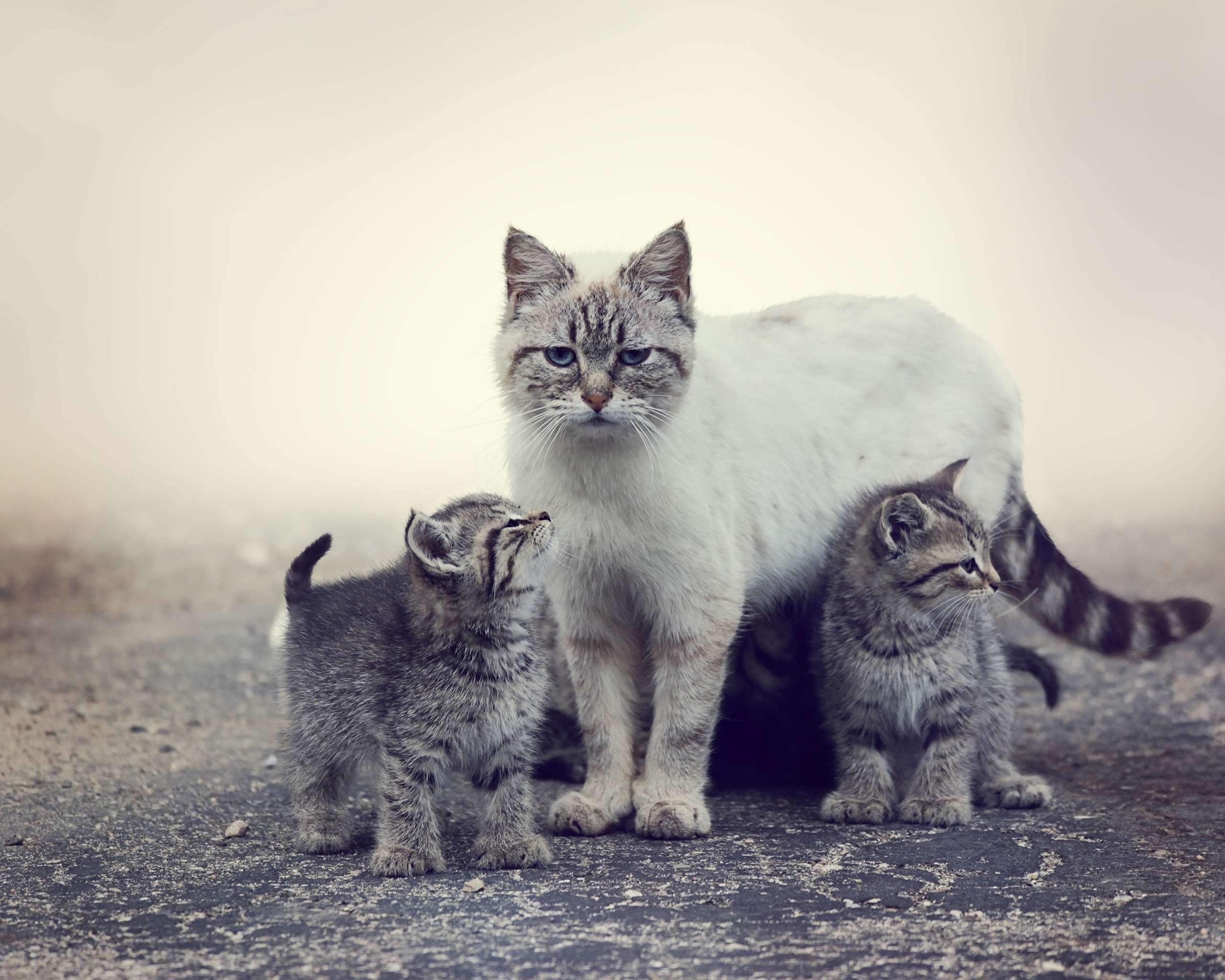 Image: Cat, mom, kittens, kids