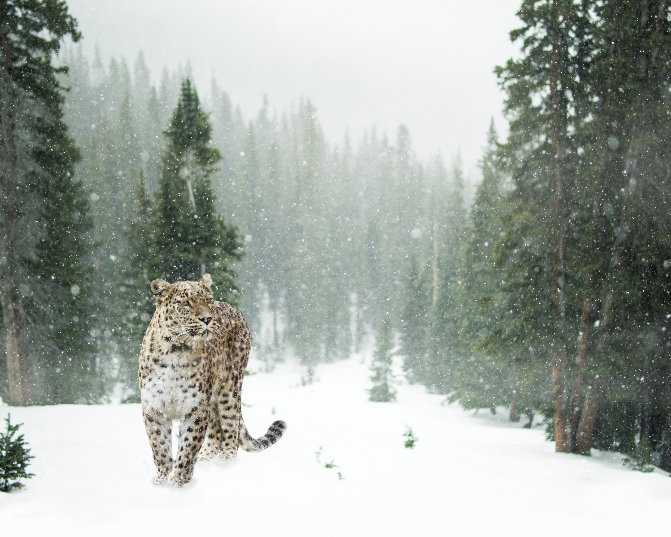 Картинка: Дальневосточный, леопард, зима, снег, лес, деревья, зелёные, поляна, хищник, кошка