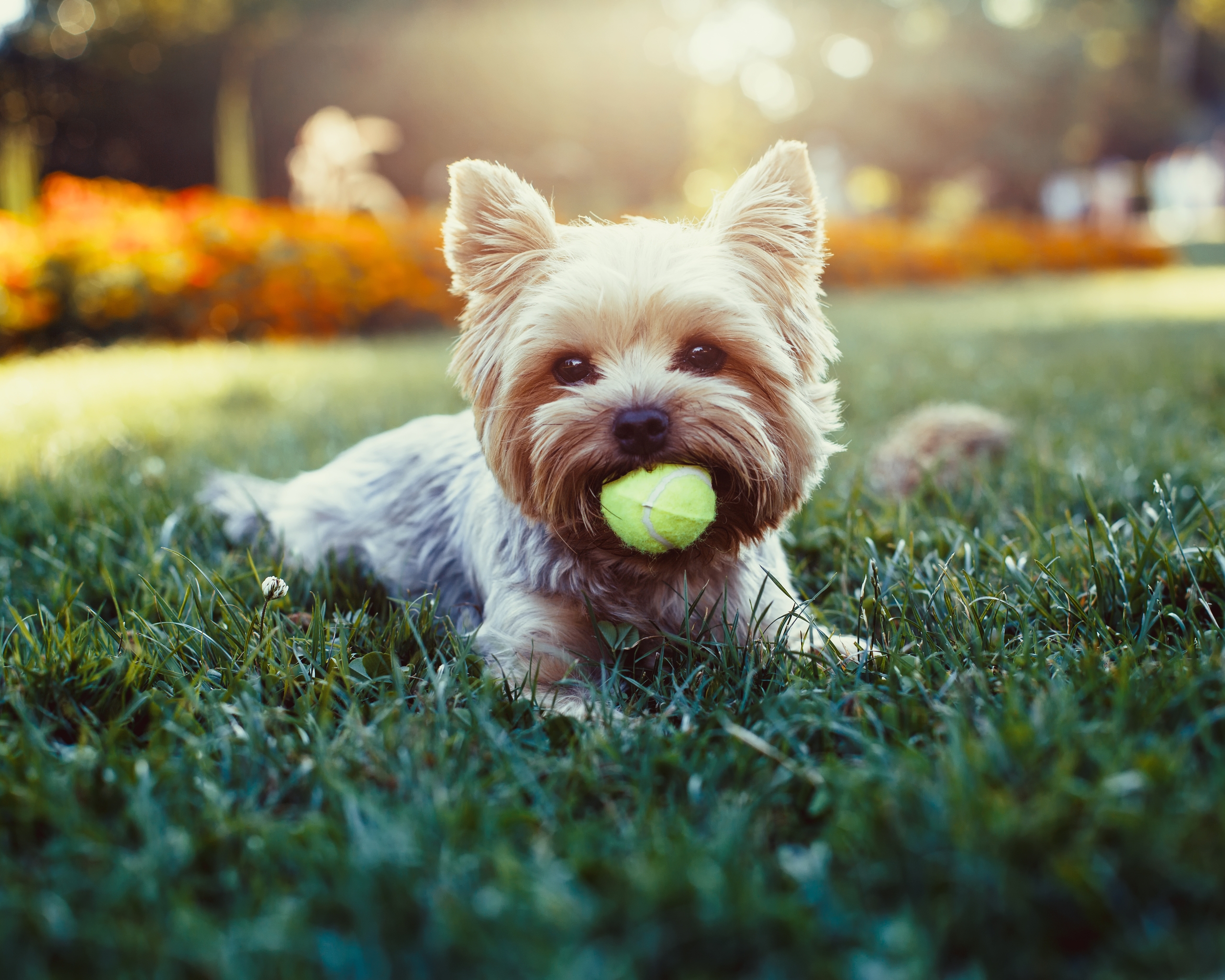 Image: Dog, purebred, ball, grass, lawn, play