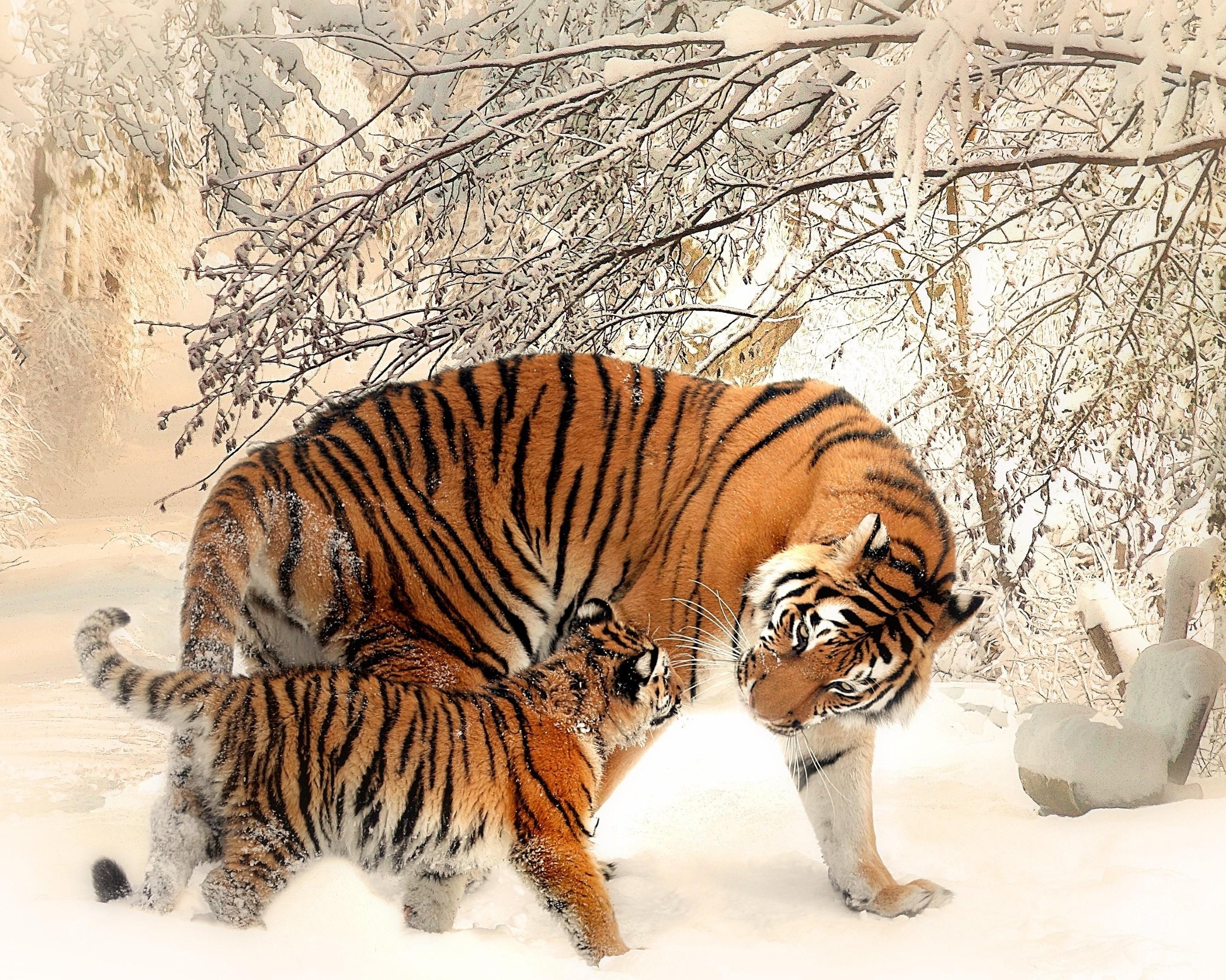 Картинка: Тигр, тигрёнок, хищник, морда, полоски, зима, снег, деревья