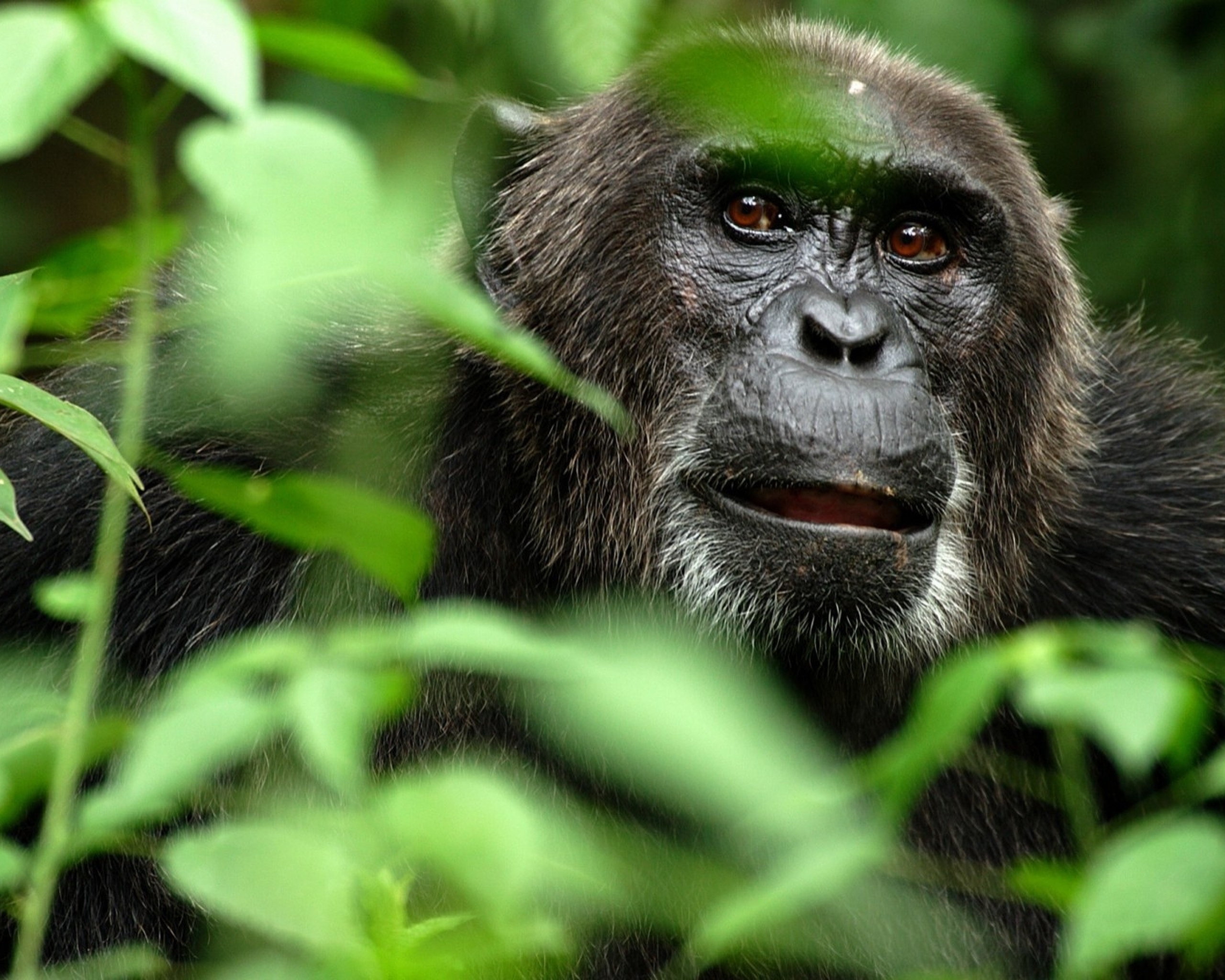 Картинка: Обезьяна, шимпанзе, джунгли, ветки, листья, морда, глаза