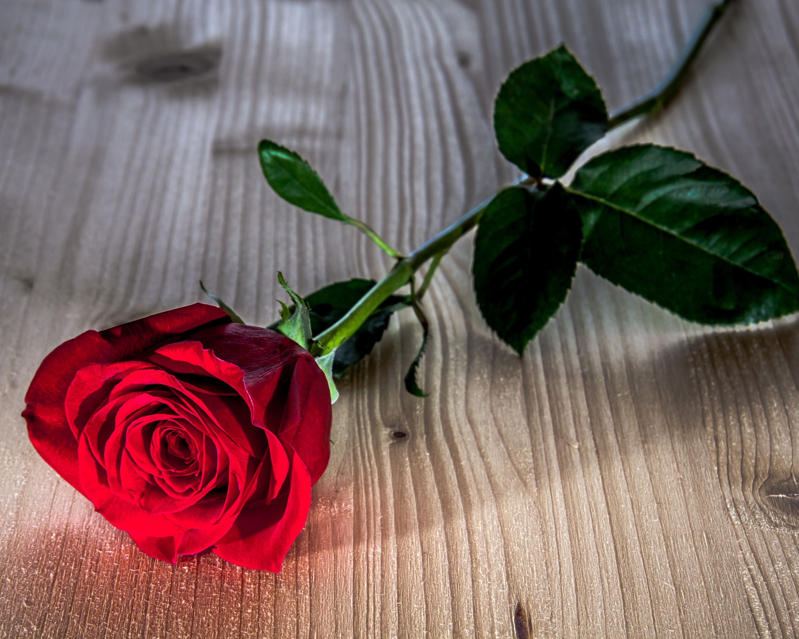 Image: Rose, red, flower, leaves, lying