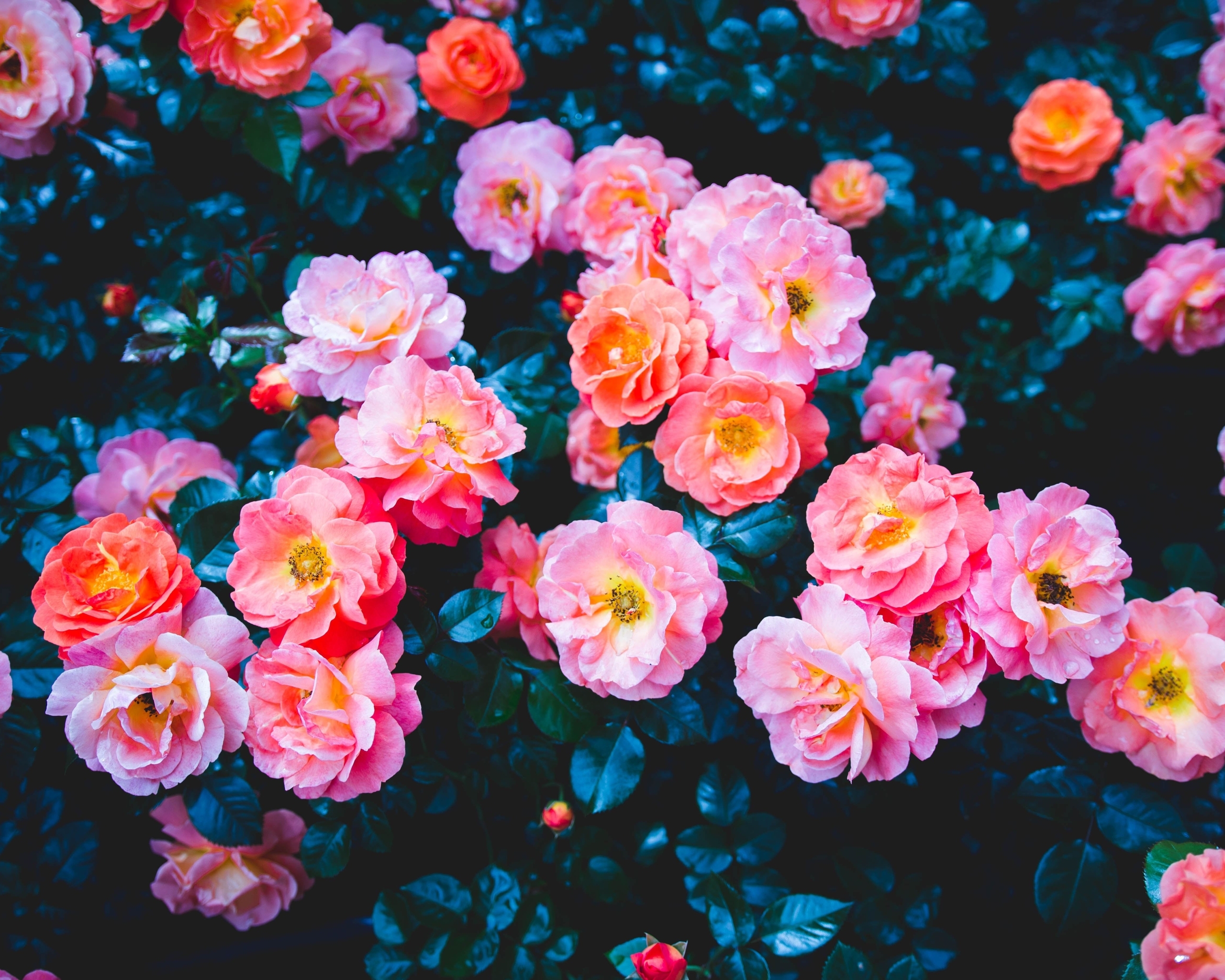 Image: Flowers, shrub, rose, pink, leaves