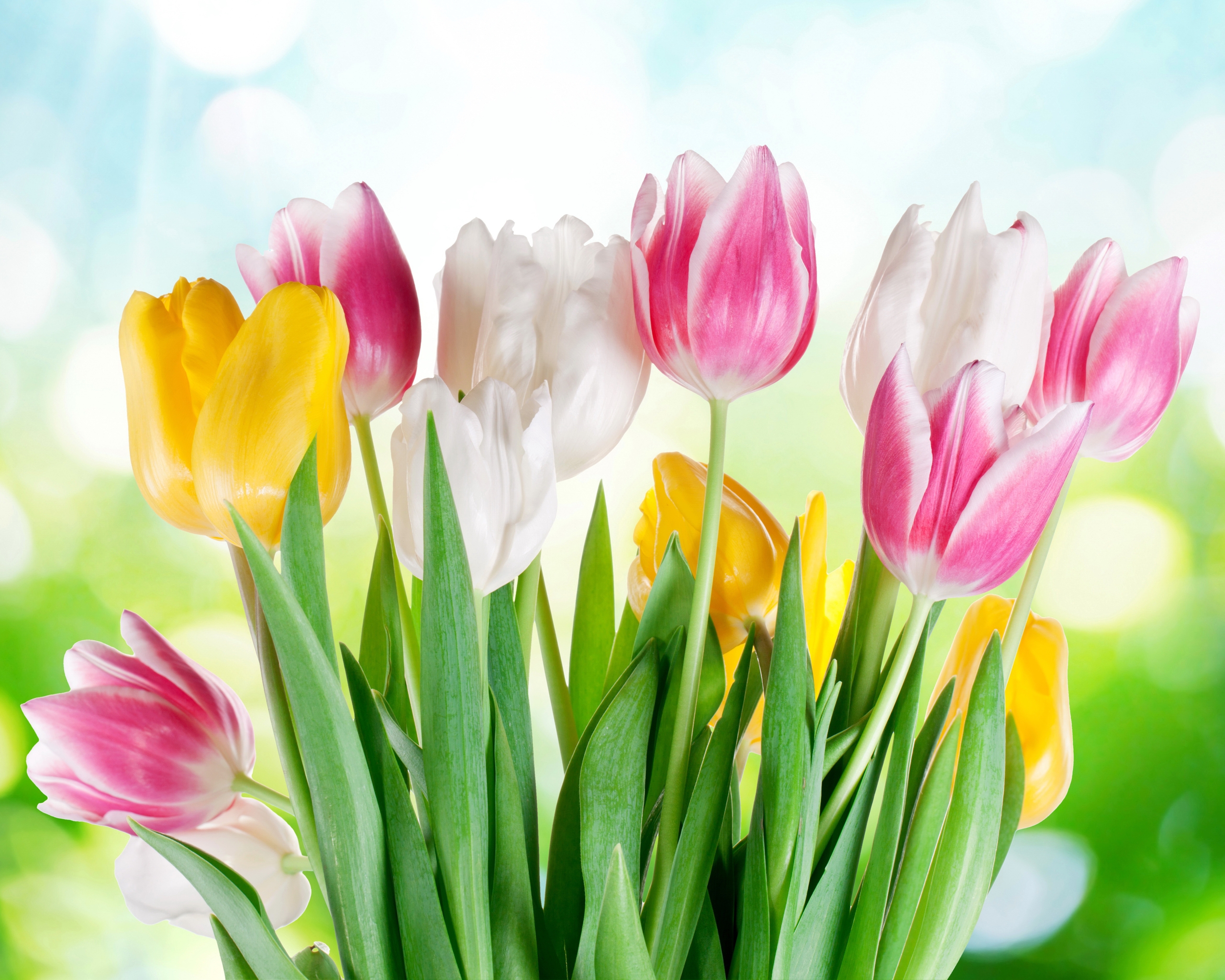 Image: Bouquet, tulips, flowers