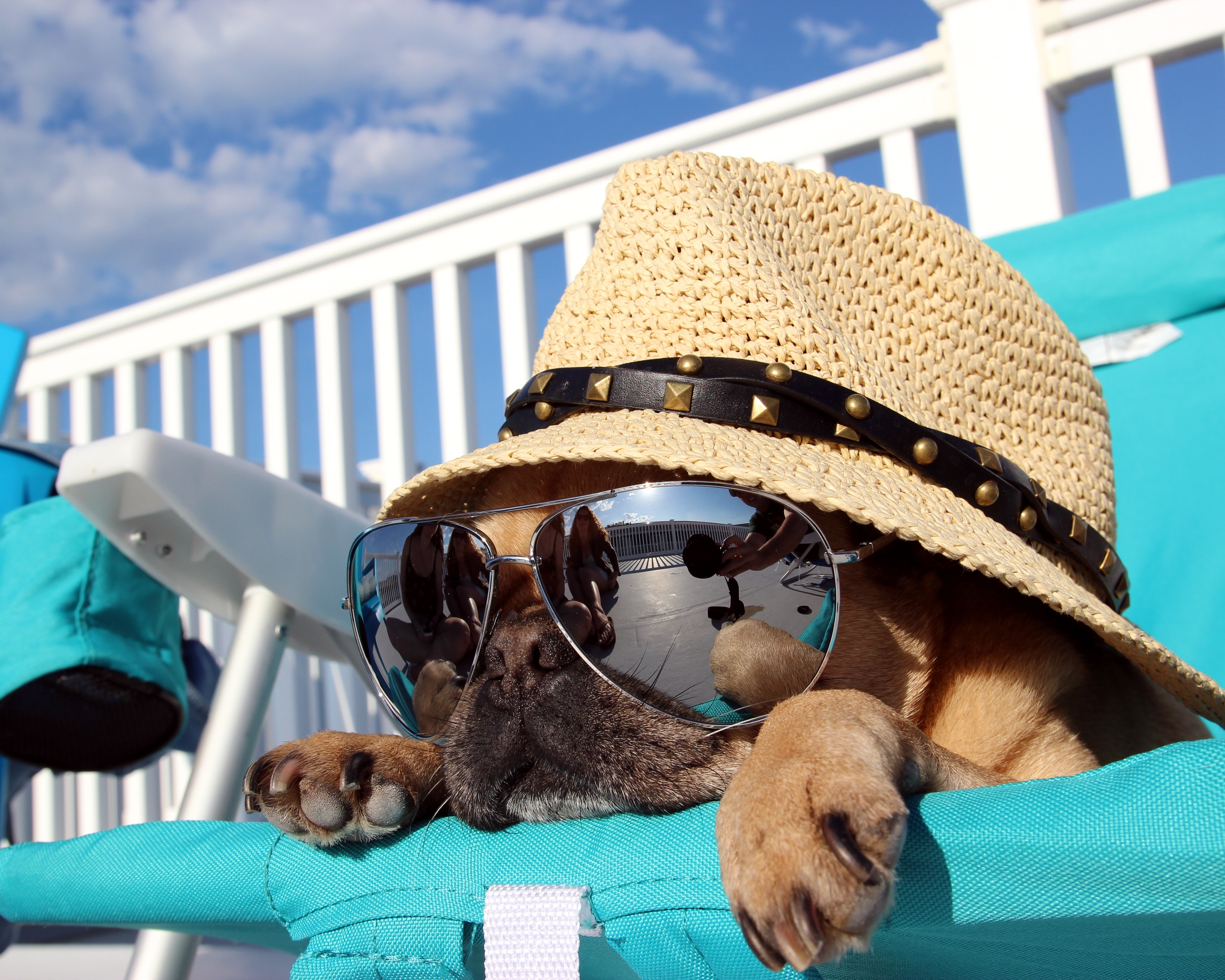 Image: Dog, hat, glasses, reflection, lies, sunbed, vacation, sky, clouds