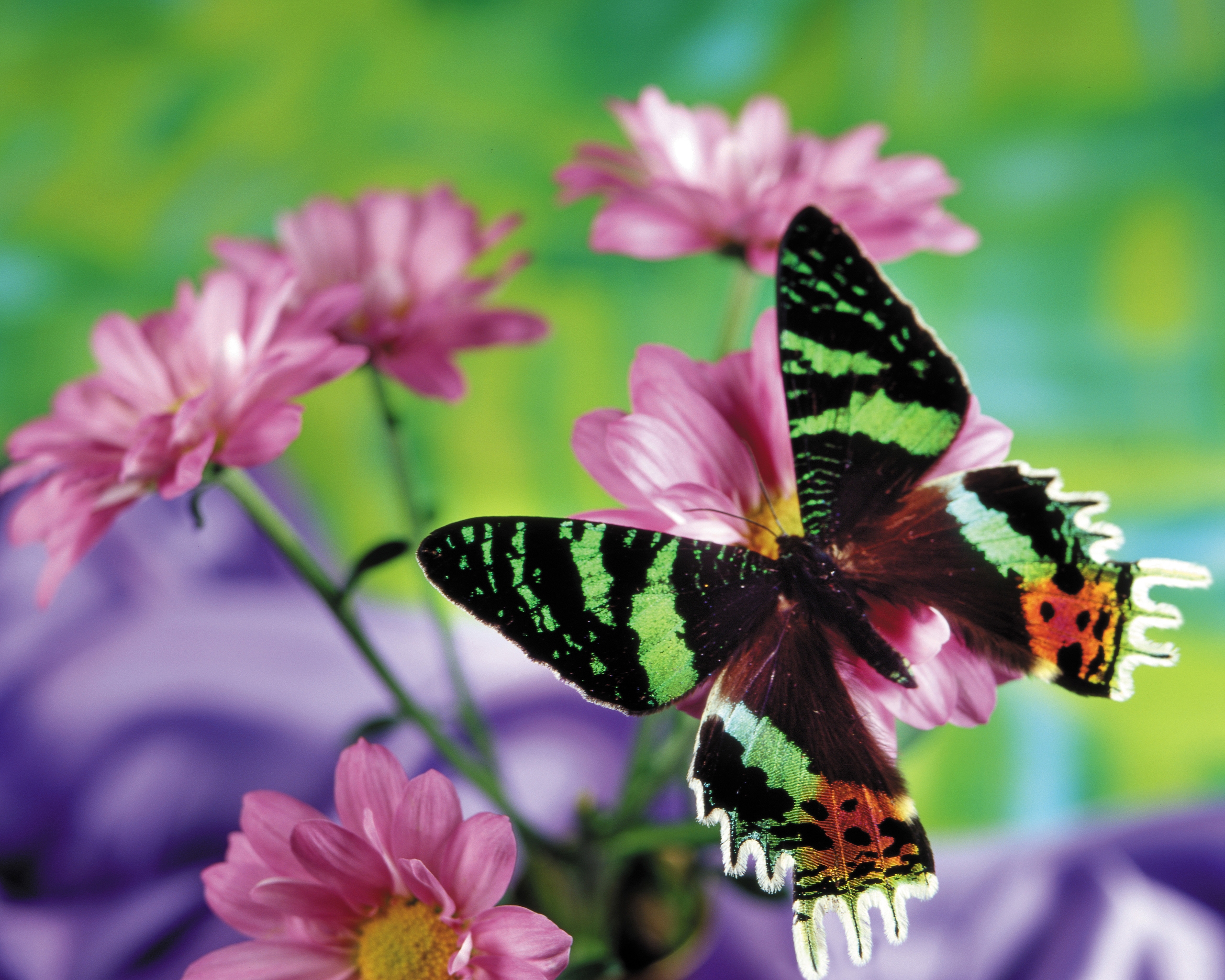 Картинка: Бабочка, цветы, размытость