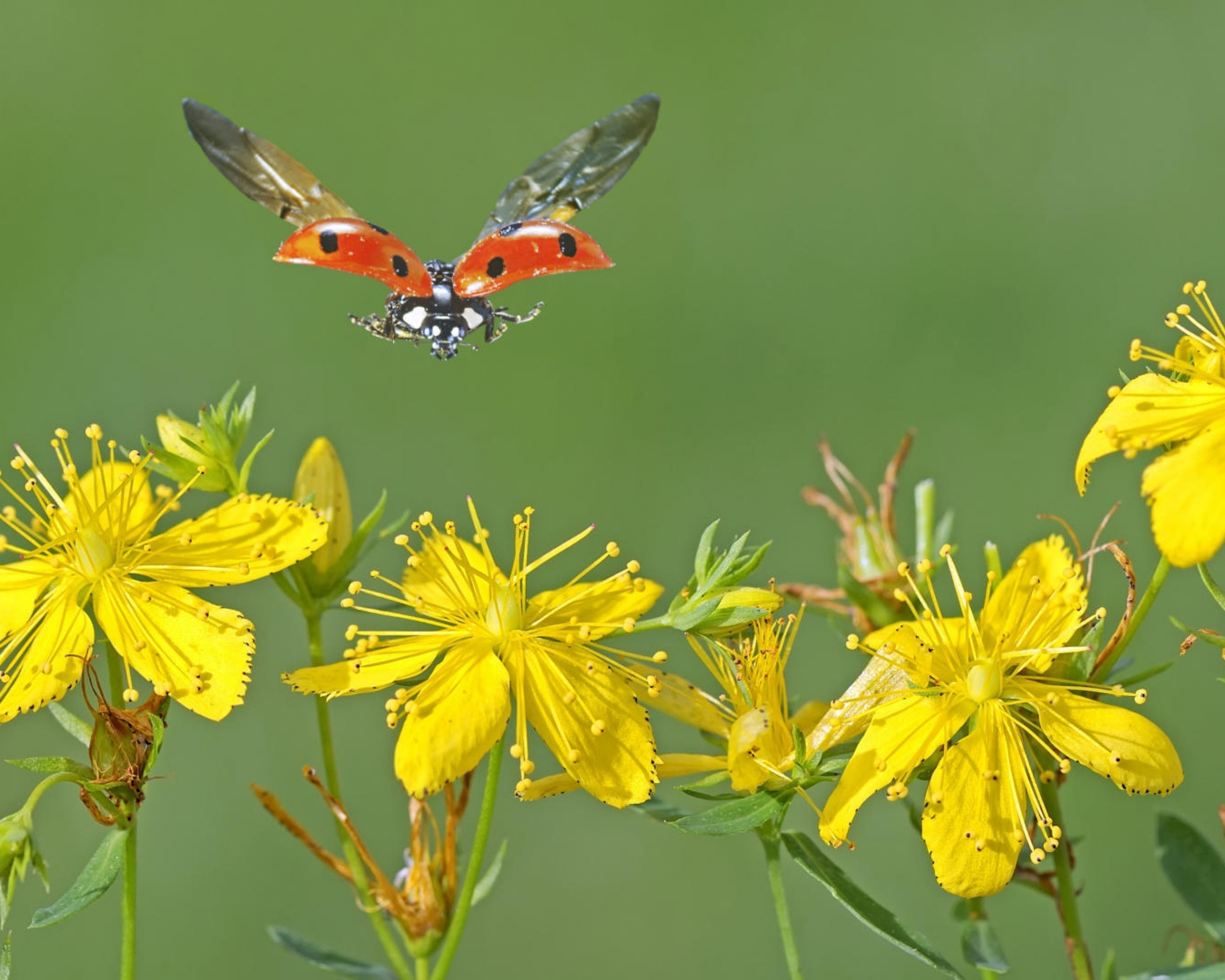 Image: Ladybug, wings, flight, St. John's wort, yellow flowers