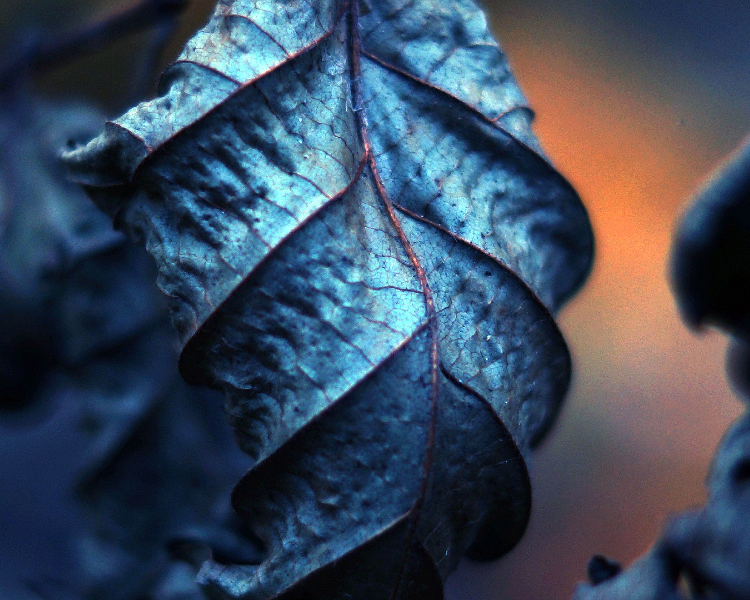 Картинка: Сухой лист, листья, прожилки, крупный план