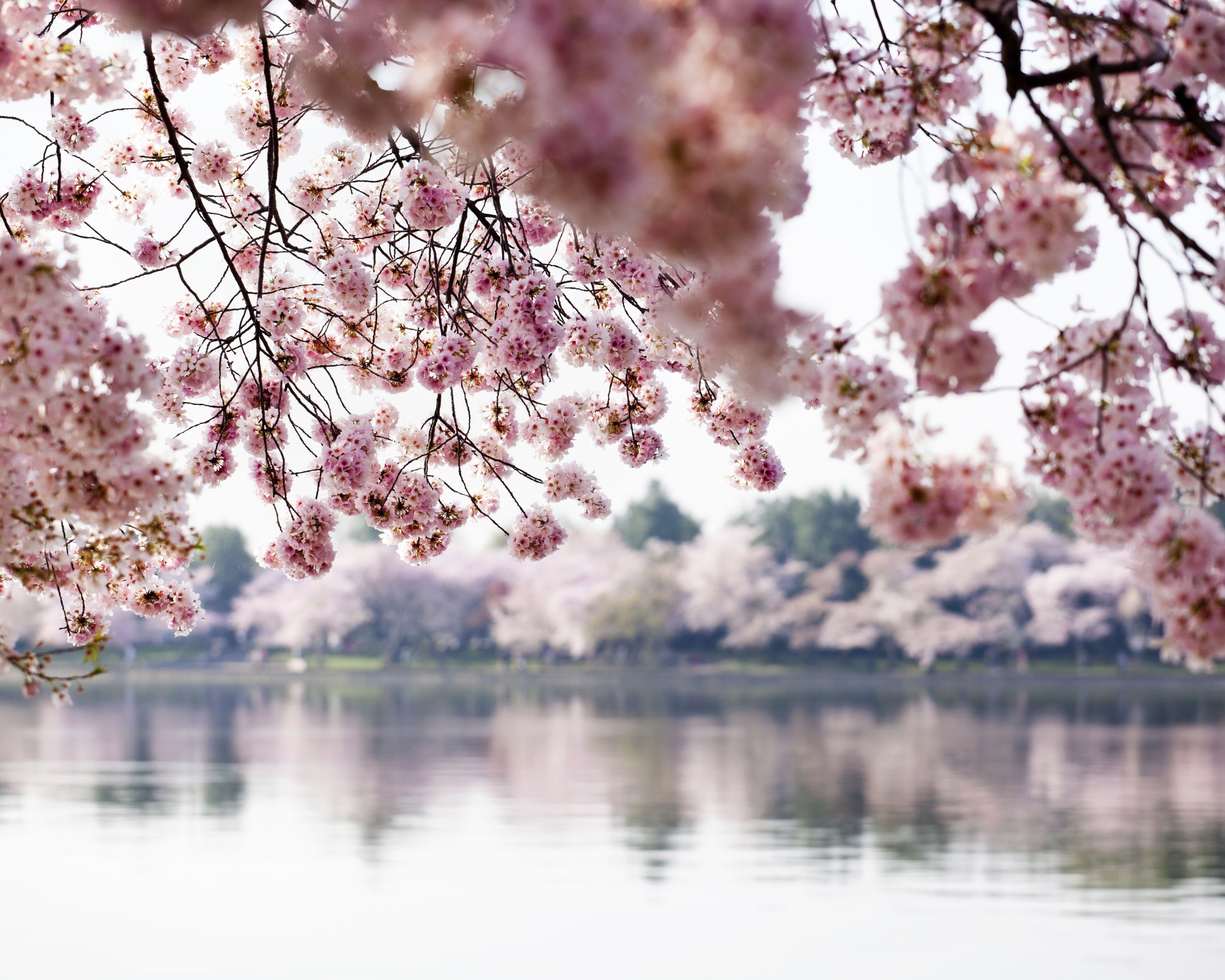 Image: River, water, apple, bloom, flowers, branches, reflection, trees, spring