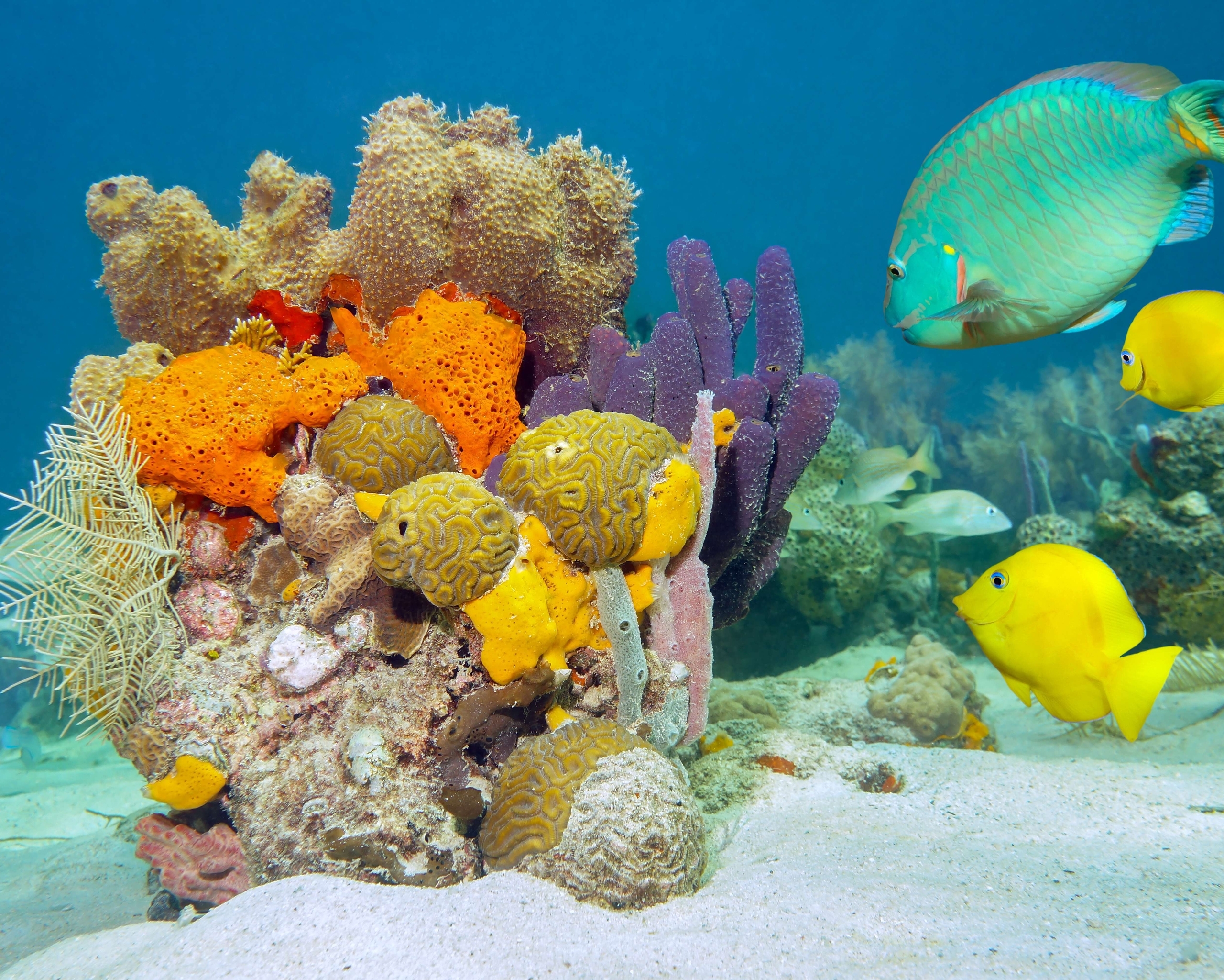 Картинка: Рыбы, кораллы, флора и фауна