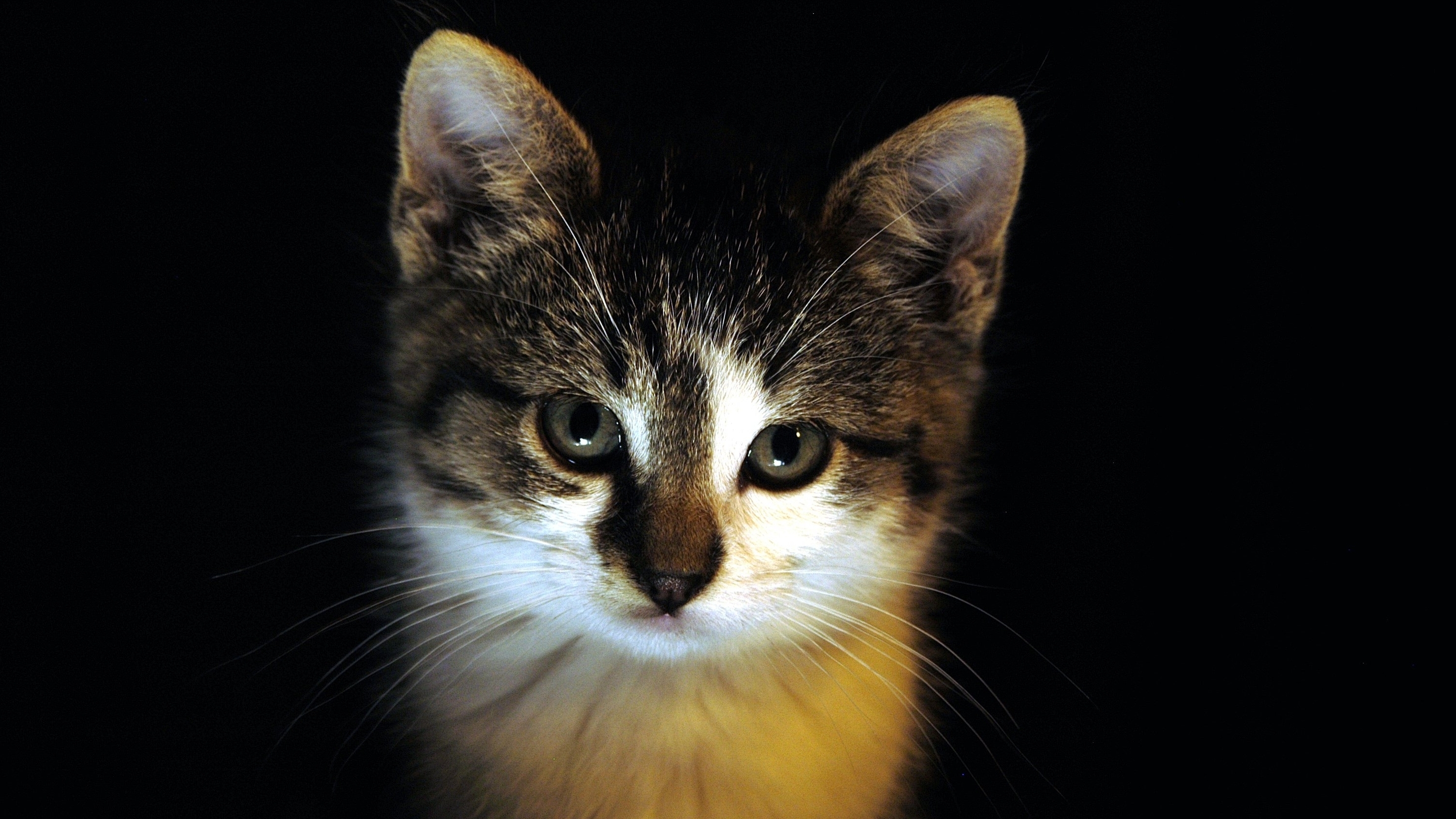 Image: Cat, muzzle, fluffy, color, look, black background