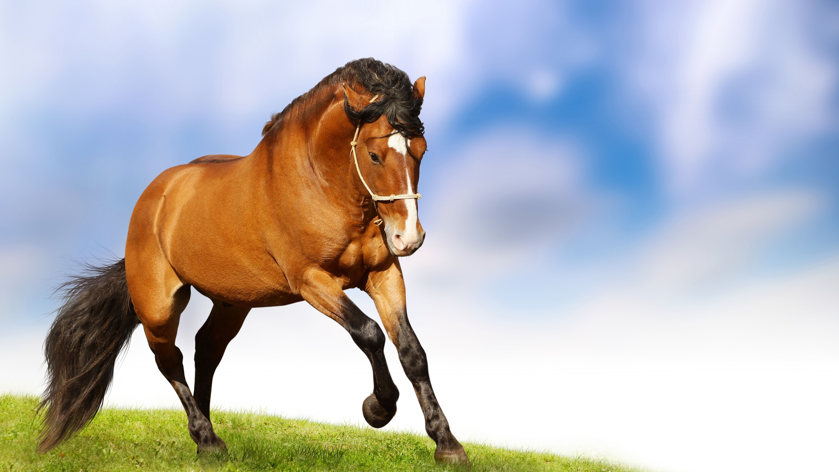 Картинка: Конь, лошадь, скакун, трава, небо
