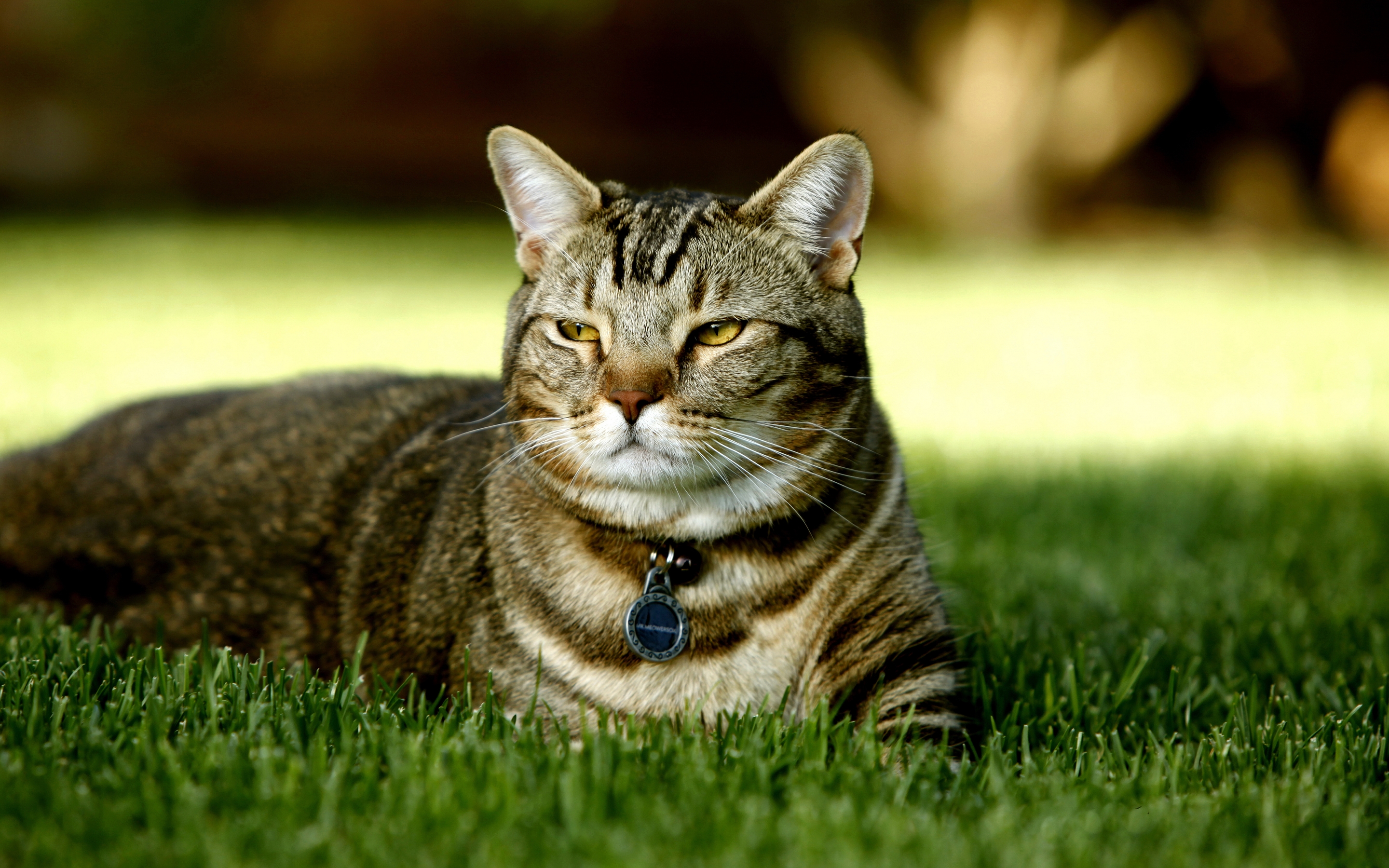 Image: Cat, lies, grass, medallion, collar, muzzle
