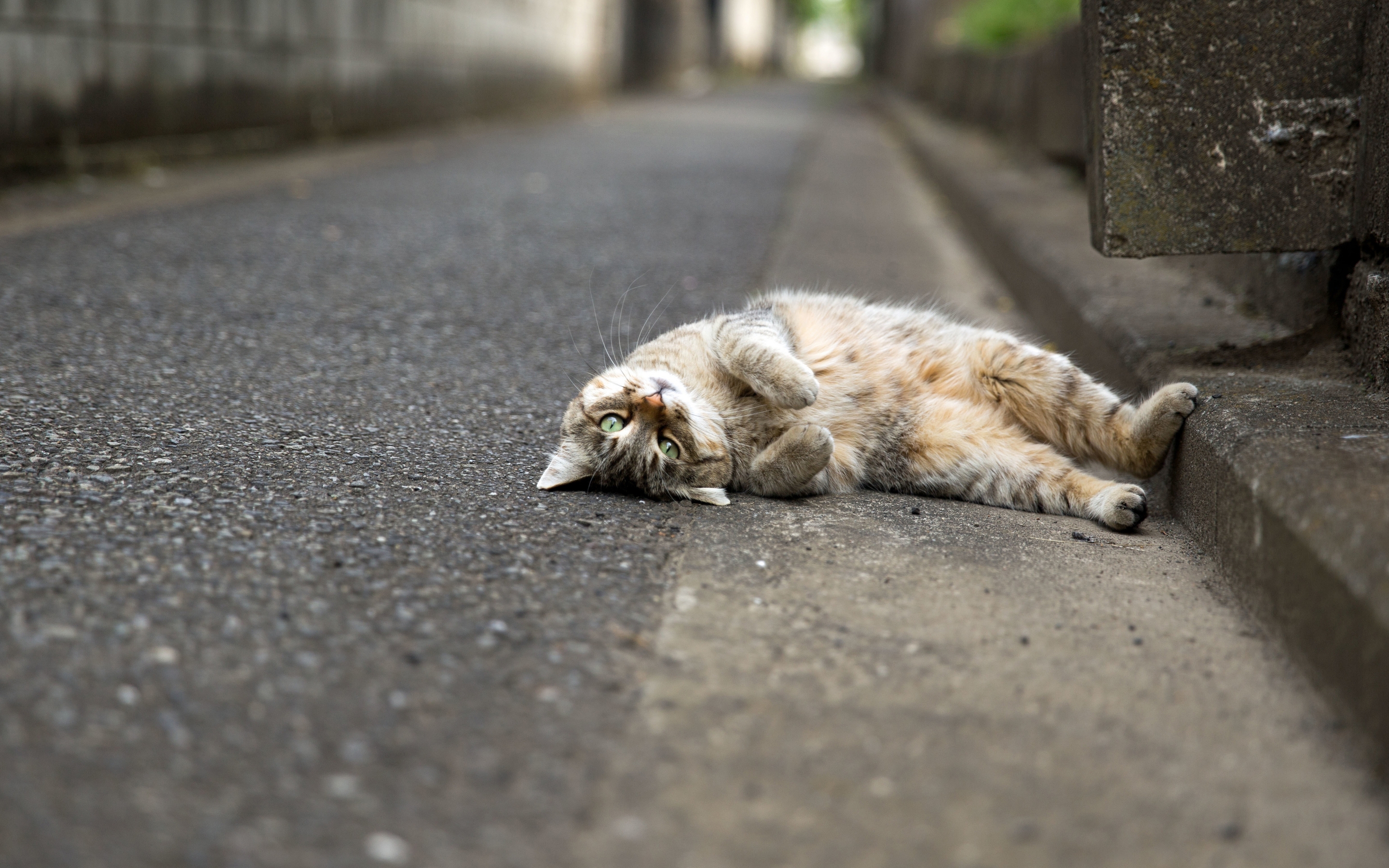 Image: Cat, lying road, lying, pavement, paws up