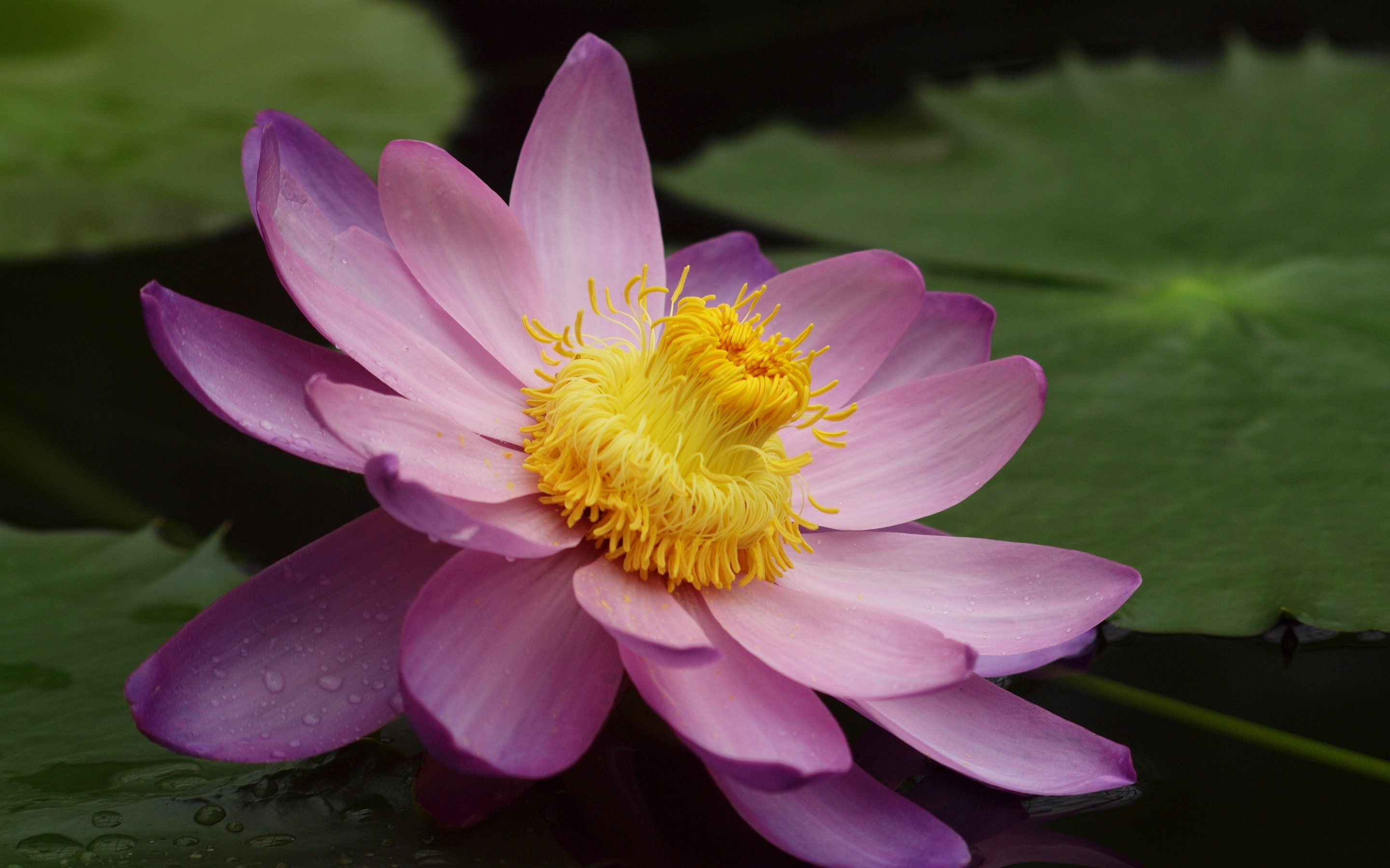 Image: Flower, Lotus, pink, leaves, water