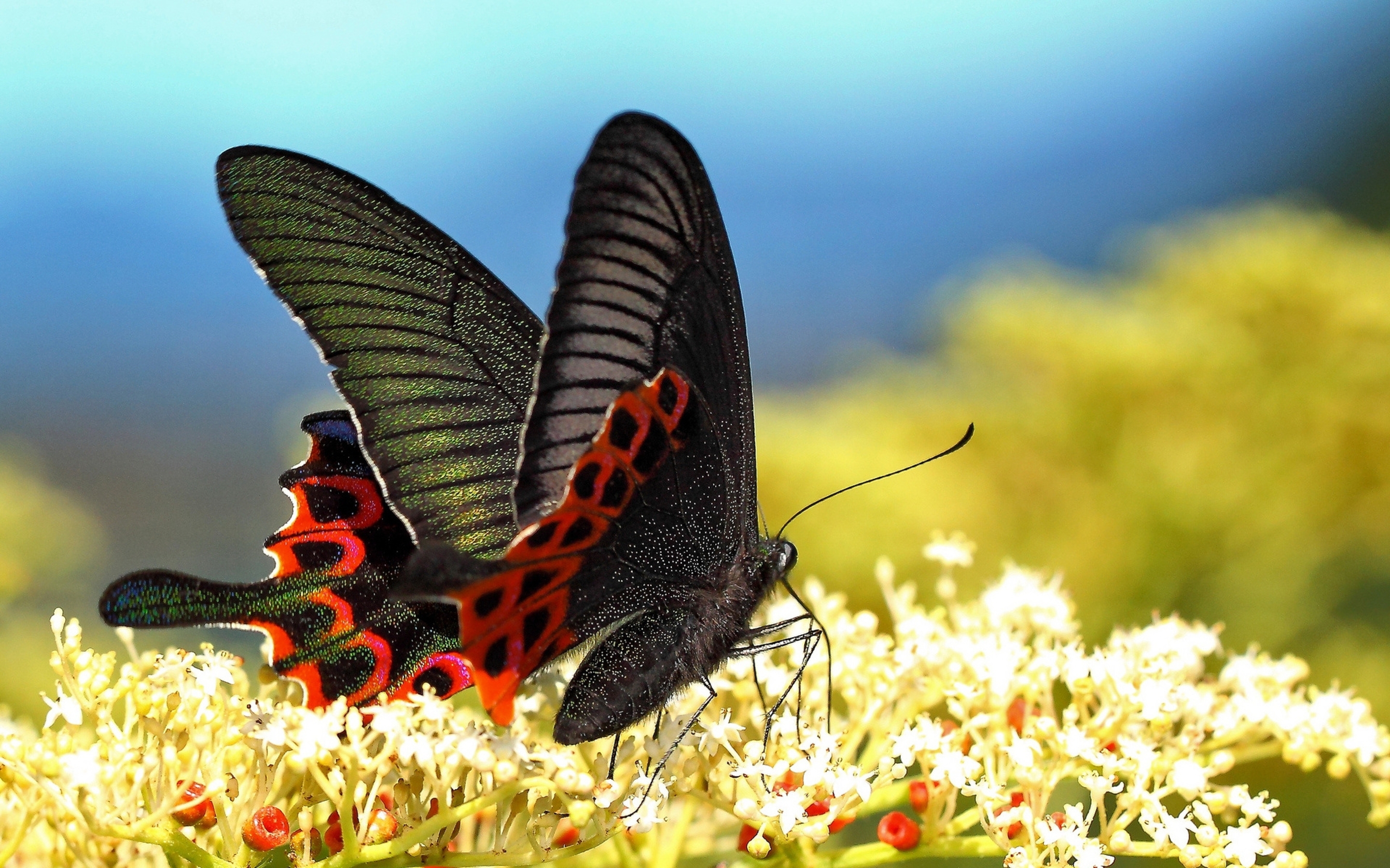 Картинка: Бабочка, махаон парусник, крылья, цветы, нектар