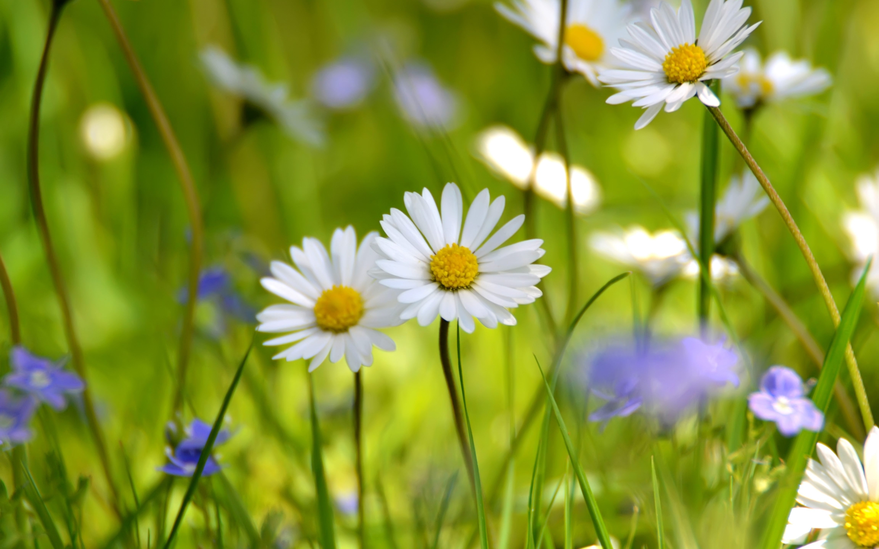 Image: Summer, daisies, field, meadow, grass
