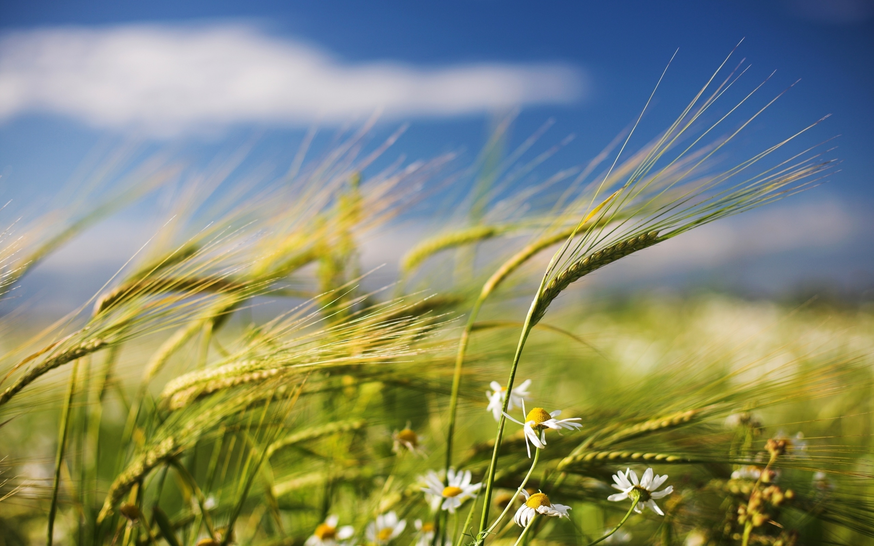 Image: Cereals, wheat, spike, Daisy, field, wind, macro, blurring